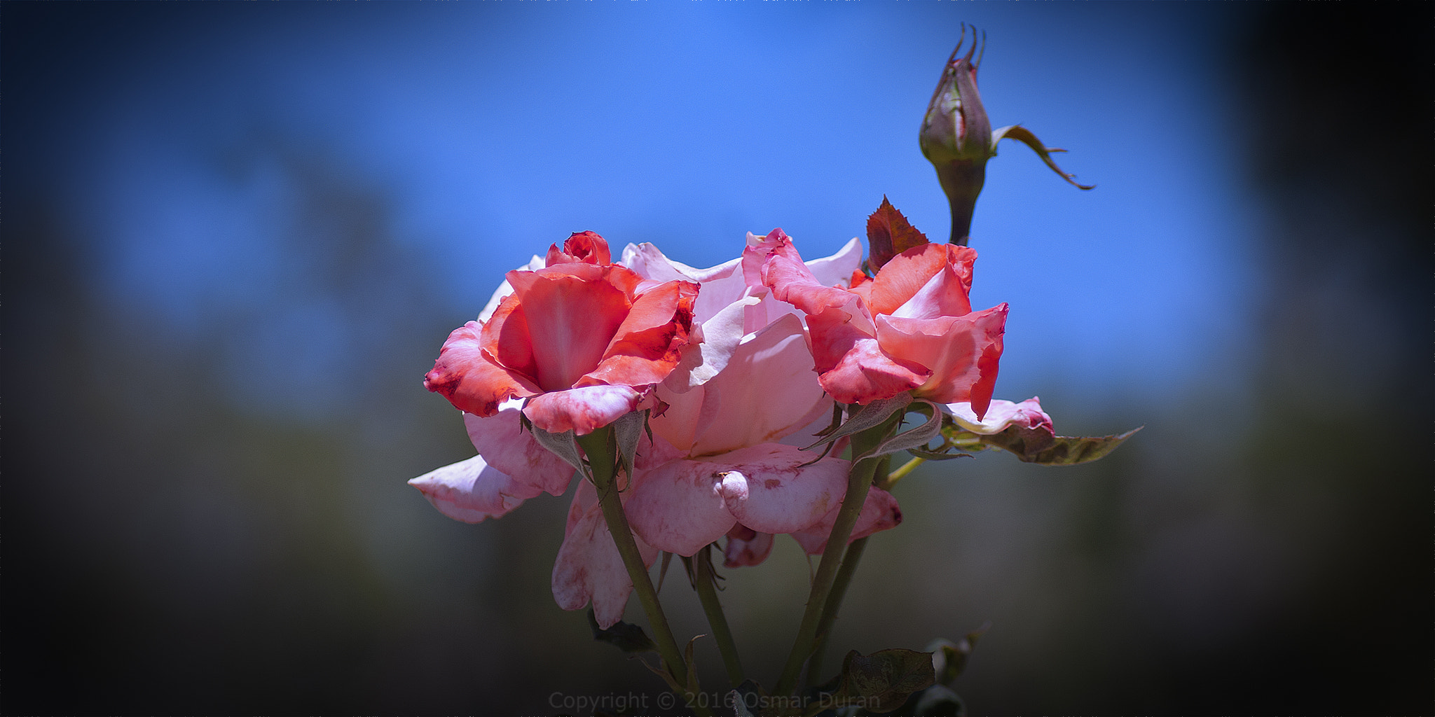 AF Zoom-Nikkor 75-300mm f/4.5-5.6 sample photo. Roses photography