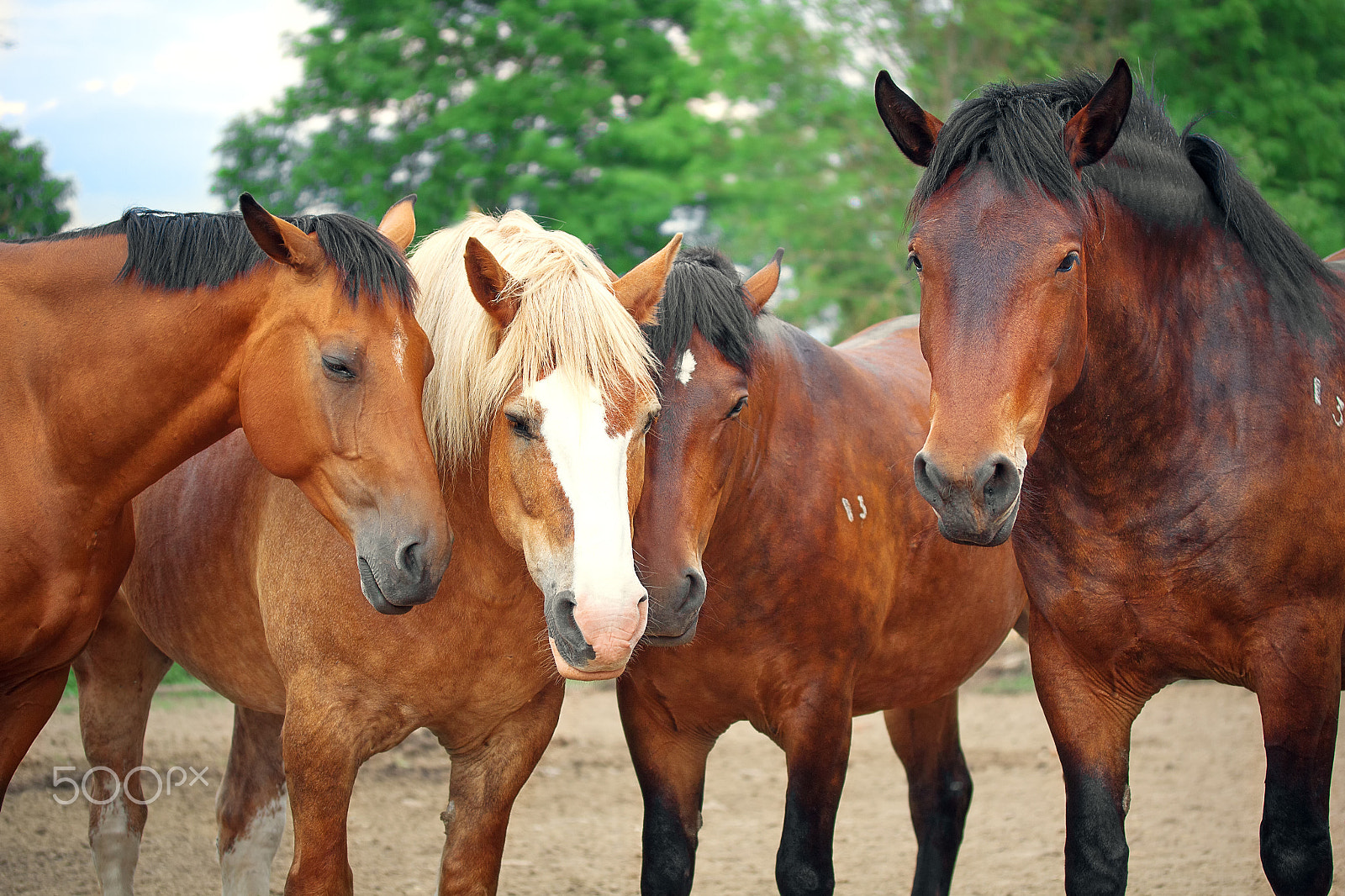 Canon EF-S 60mm F2.8 Macro USM sample photo. Midday rest of horses in the herd photography