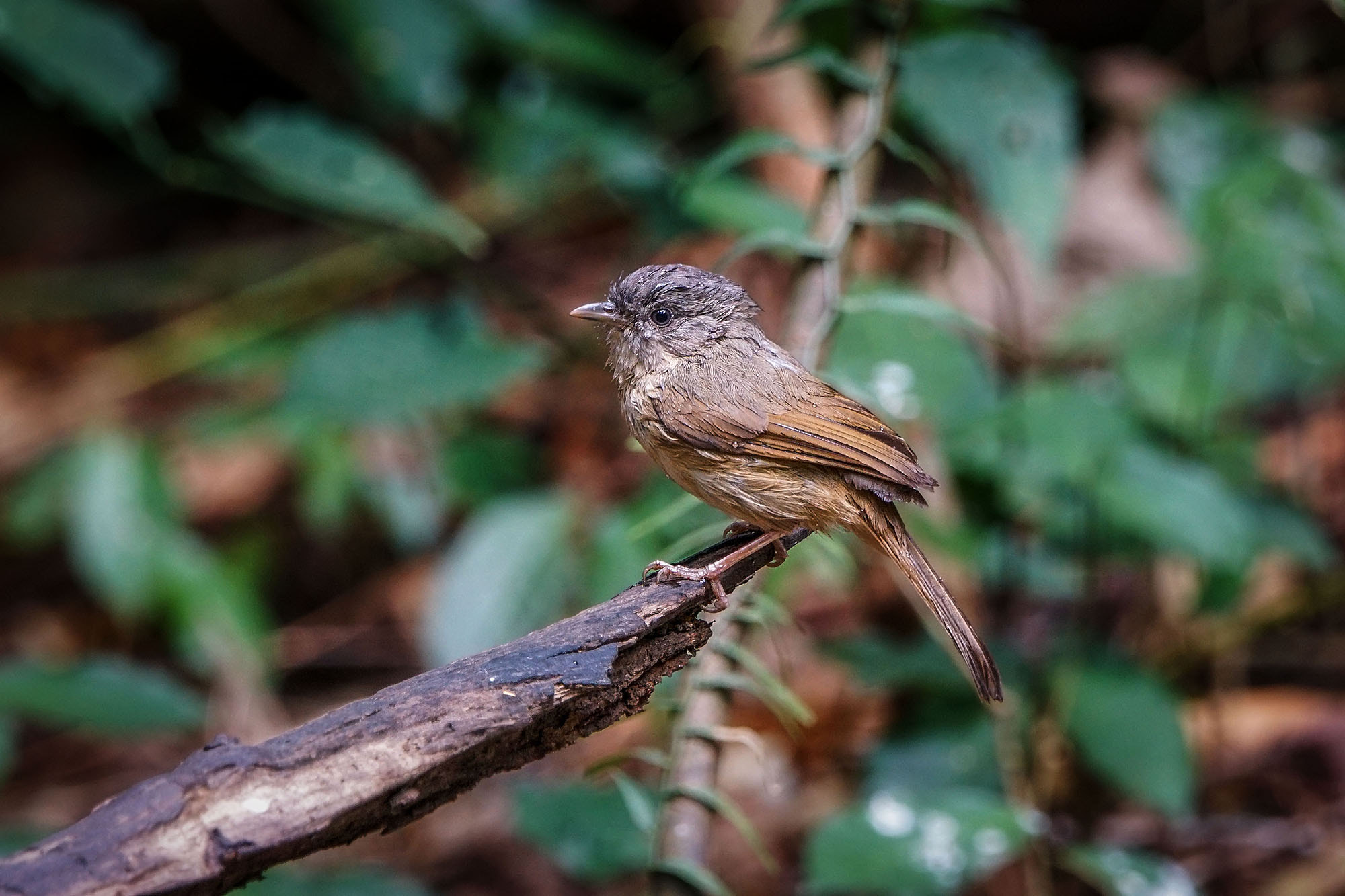 Sony ILCA-77M2 + Sony 70-400mm F4-5.6 G SSM II sample photo. Brown-cheeked fulvetta photography