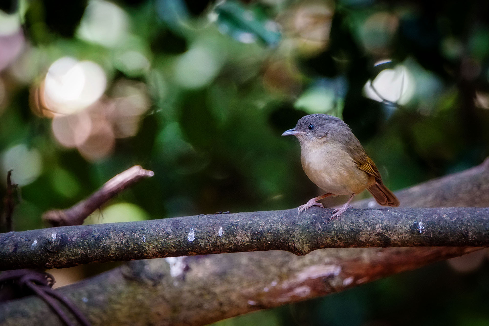 Sony ILCA-77M2 + Sony 70-400mm F4-5.6 G SSM II sample photo. Brown-cheeked fulvetta photography
