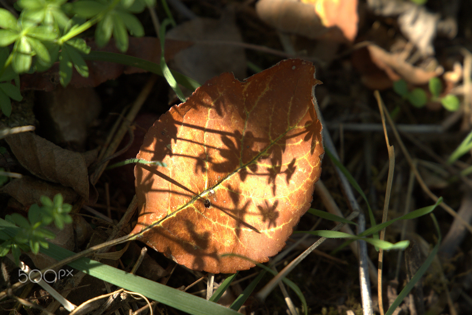 Canon EF 24-105mm F3.5-5.6 IS STM sample photo. Galanty show photography