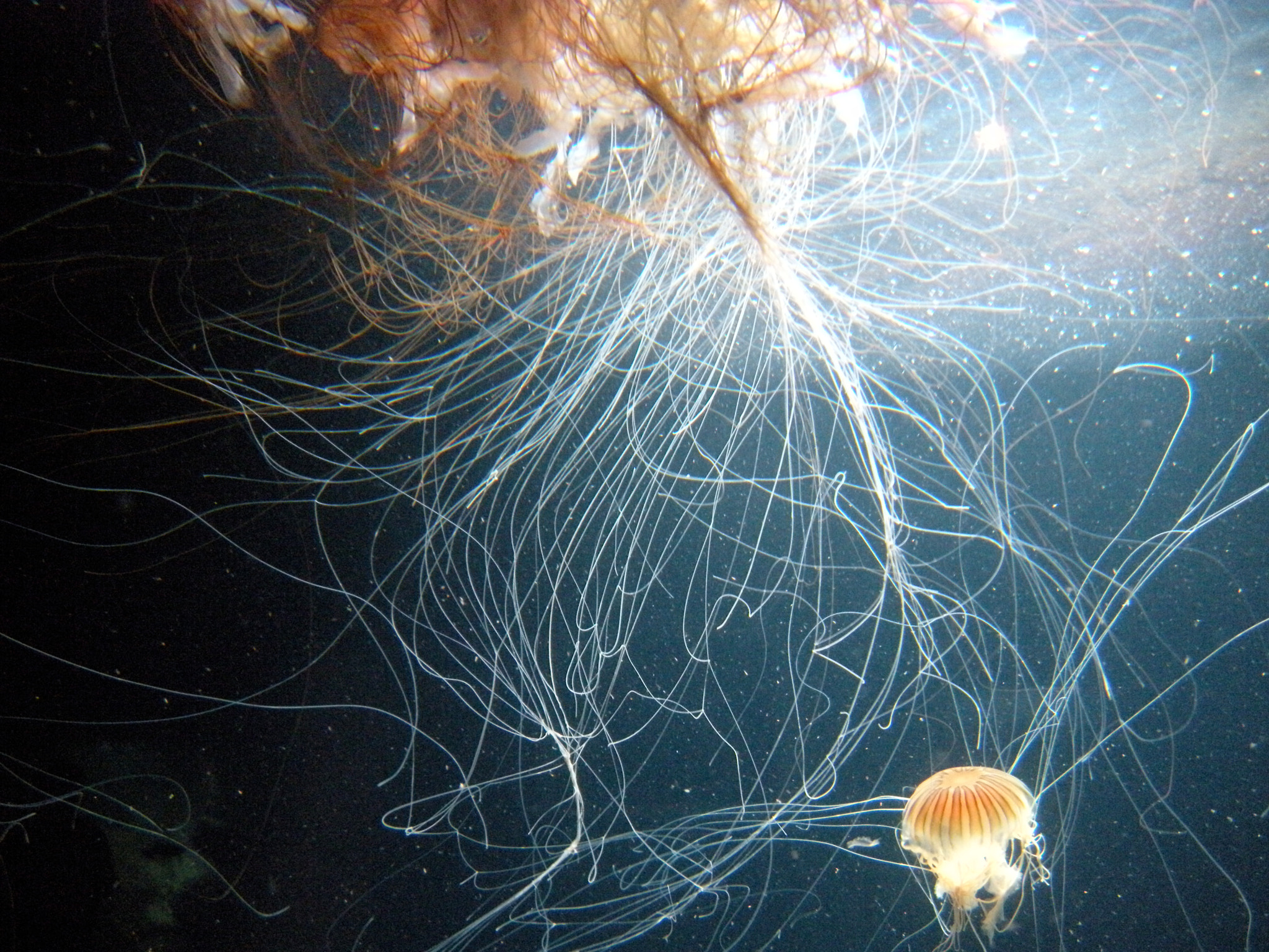 Nikon Coolpix S60 sample photo. Jellyfish photography