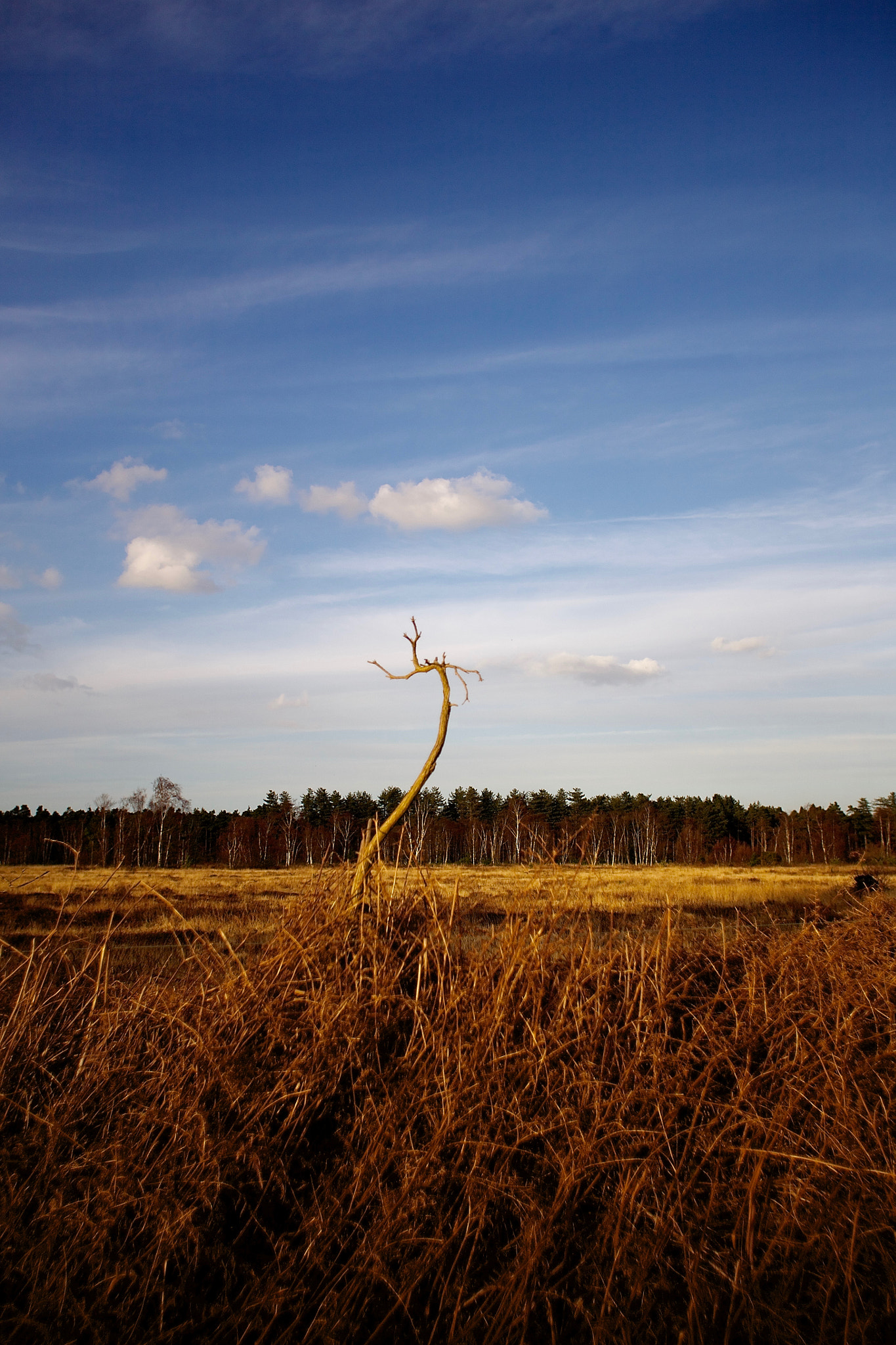 Canon EOS 5D + Canon EF 17-35mm f/2.8L sample photo. Lonesome.jpg photography