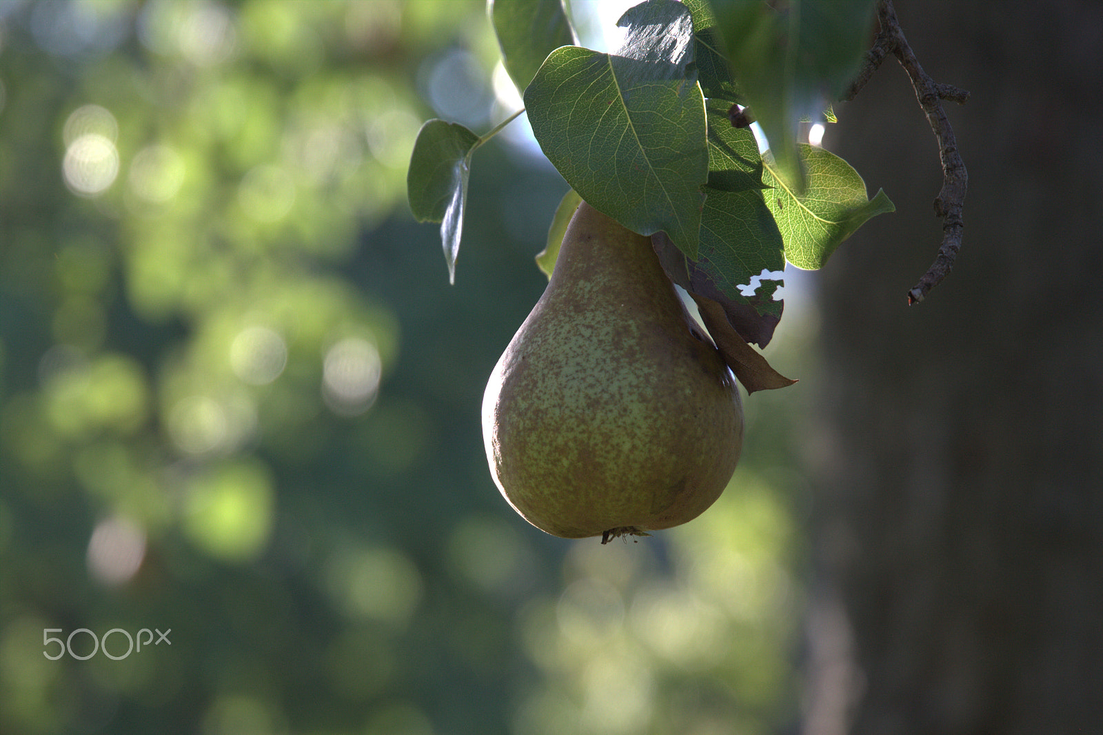 Canon EF 24-105mm F3.5-5.6 IS STM sample photo. Pear photography