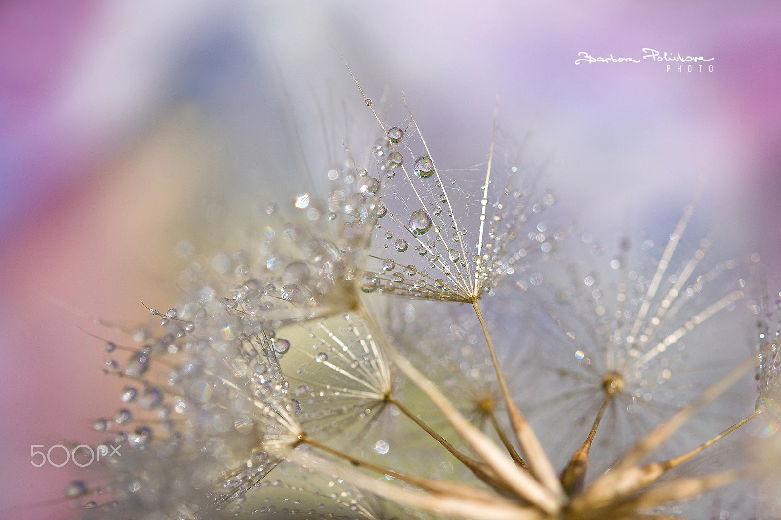 Nikon AF-S Micro-Nikkor 60mm F2.8G ED sample photo. Morning stars photography