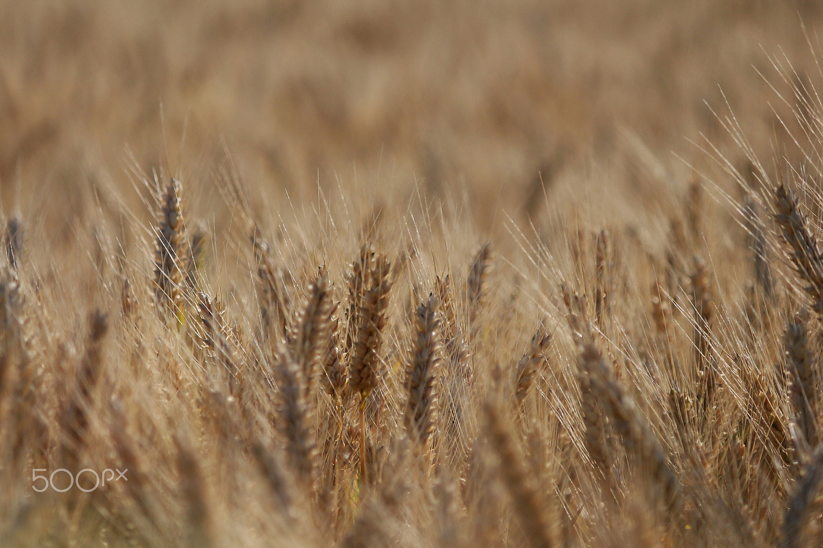 Canon EF-S 55-250mm F4-5.6 IS sample photo. Corn photography