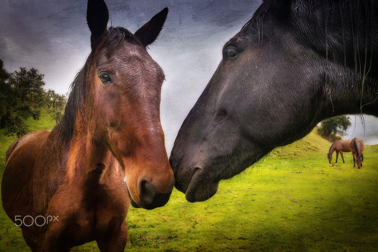 Panasonic Lumix DMC-G5 + Panasonic Lumix G 14mm F2.5 ASPH sample photo. Horse of the rings photography