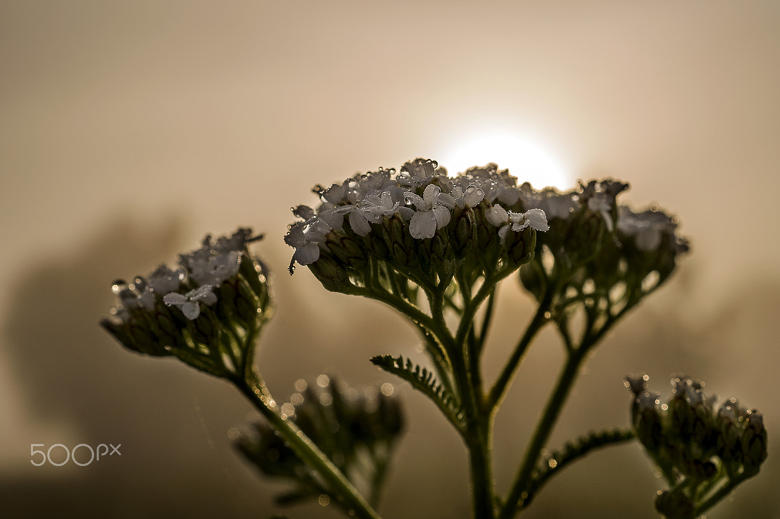 Sony a99 II + Sony DT 30mm F2.8 Macro SAM sample photo. Misty photography