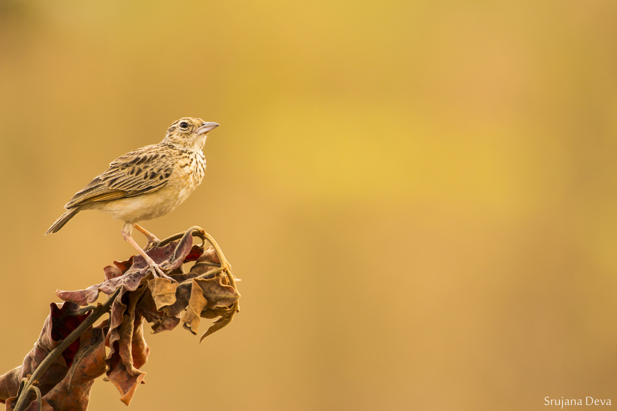Nikon AF-S Nikkor 200-500mm F5.6E ED VR sample photo. Ready for take off! photography