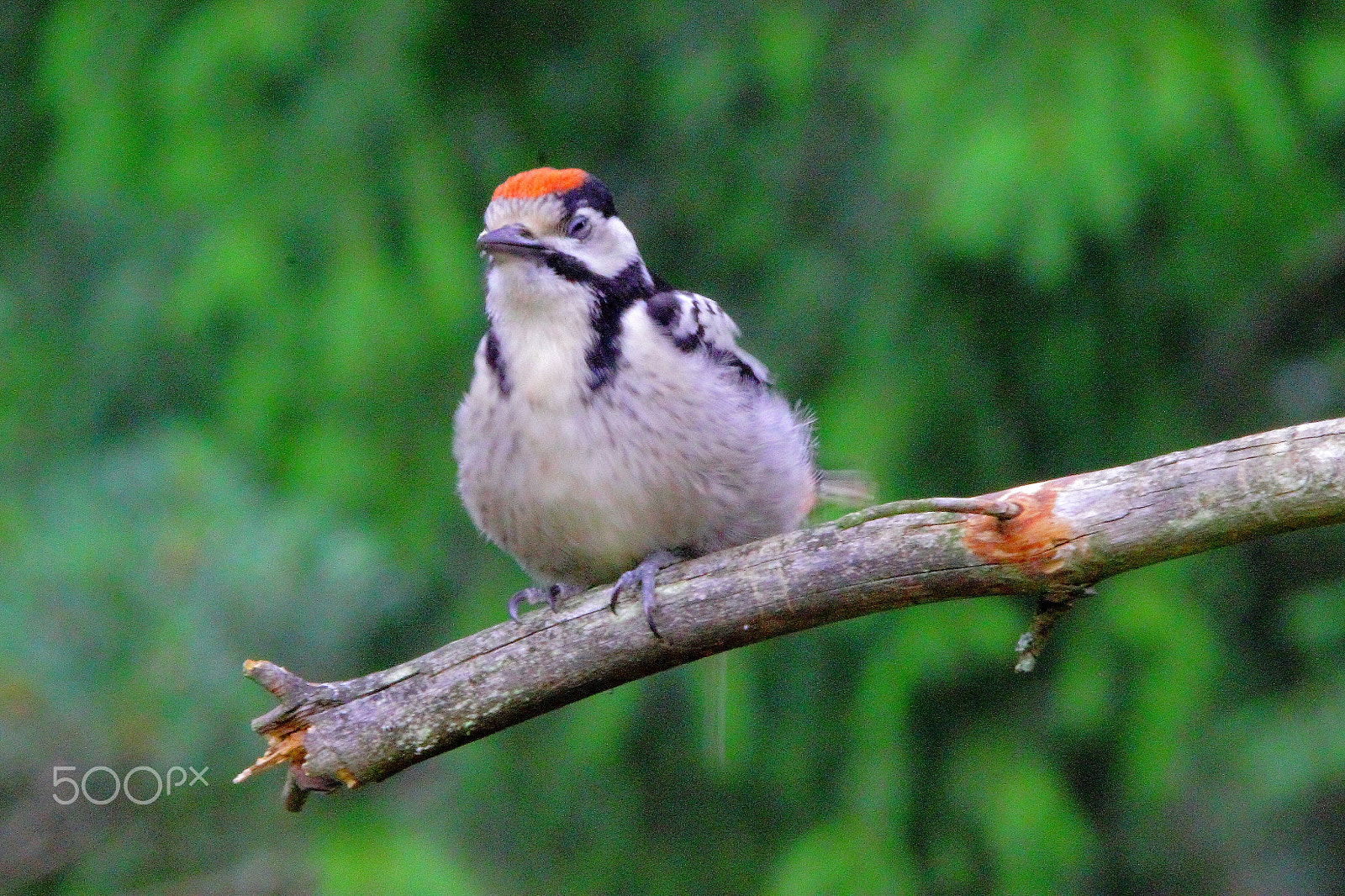 Sigma 150-600mm F5-6.3 DG OS HSM | C sample photo. Woodpecker on the tree photography
