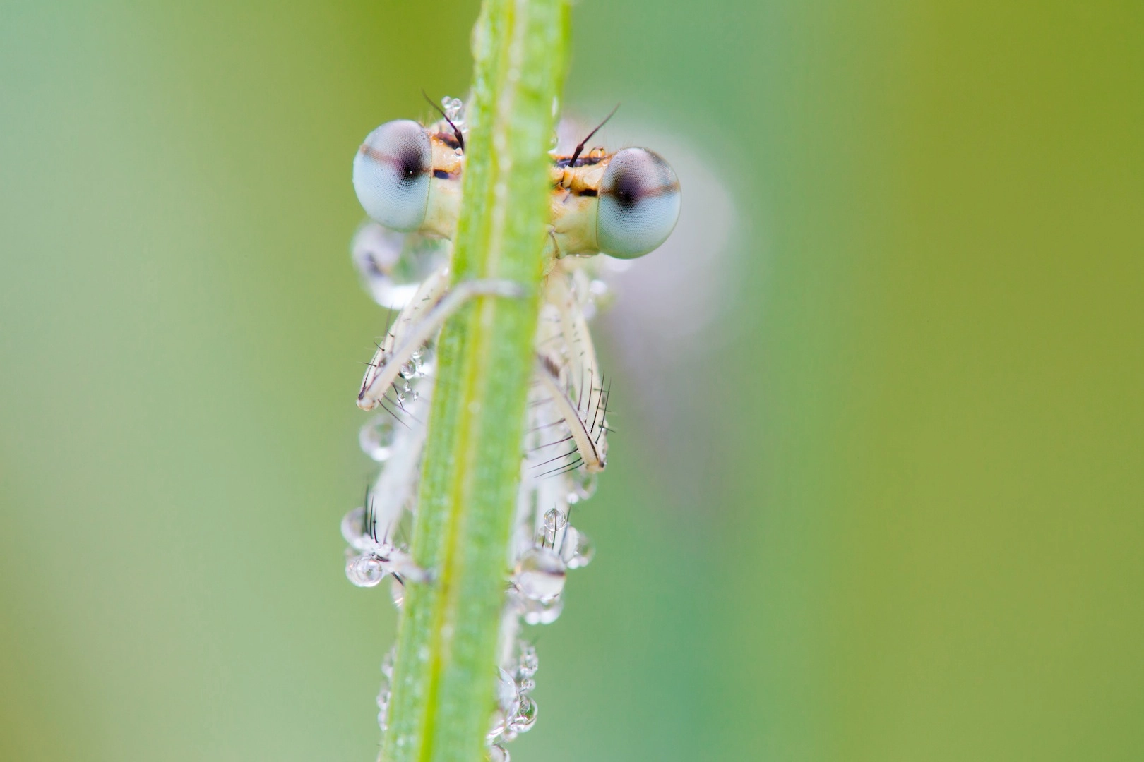 Tamron SP AF 180mm F3.5 Di LD (IF) Macro sample photo. I see you !!!! photography