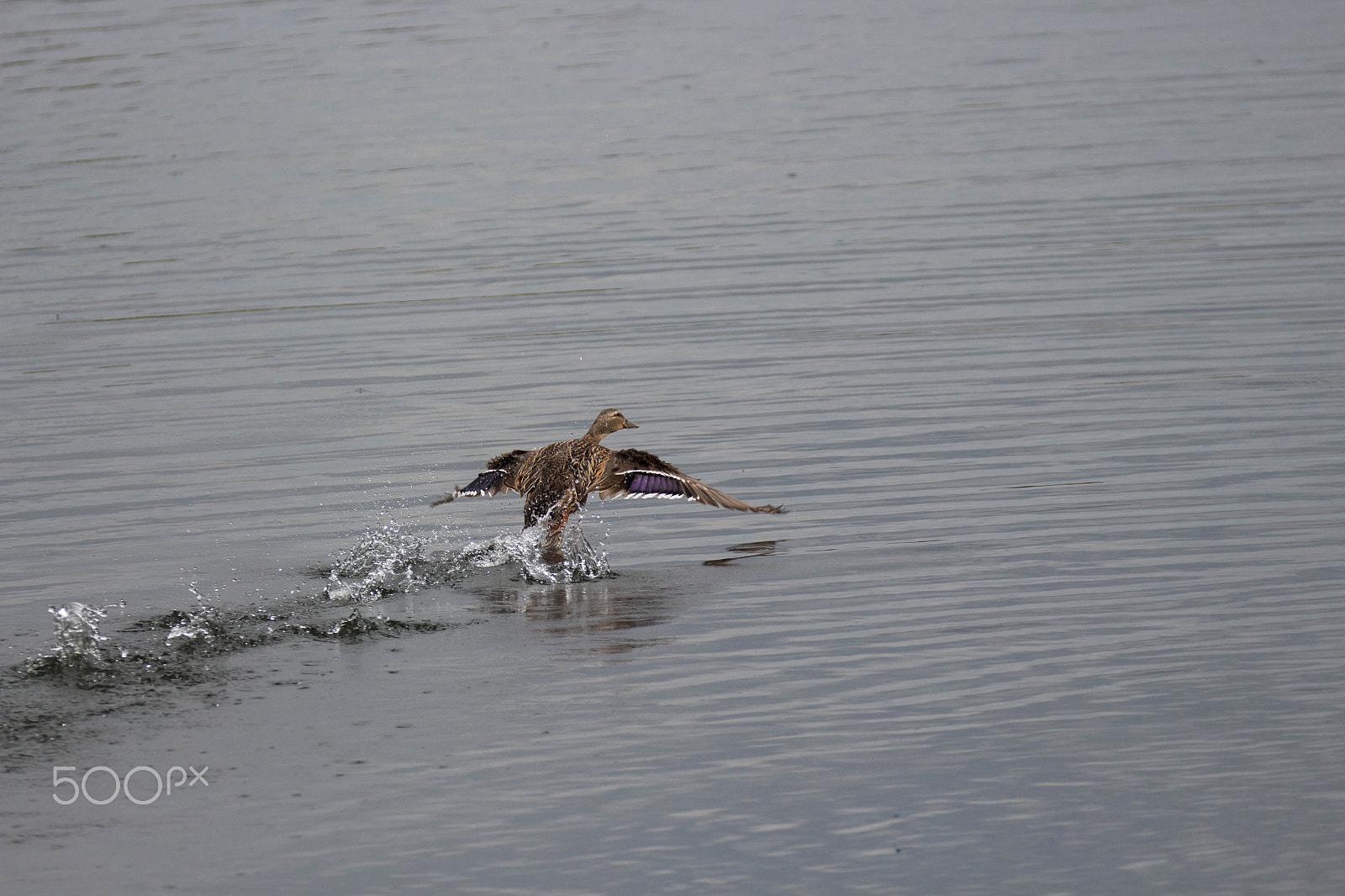 Tamron SP 150-600mm F5-6.3 Di VC USD sample photo. Envol du canard photography