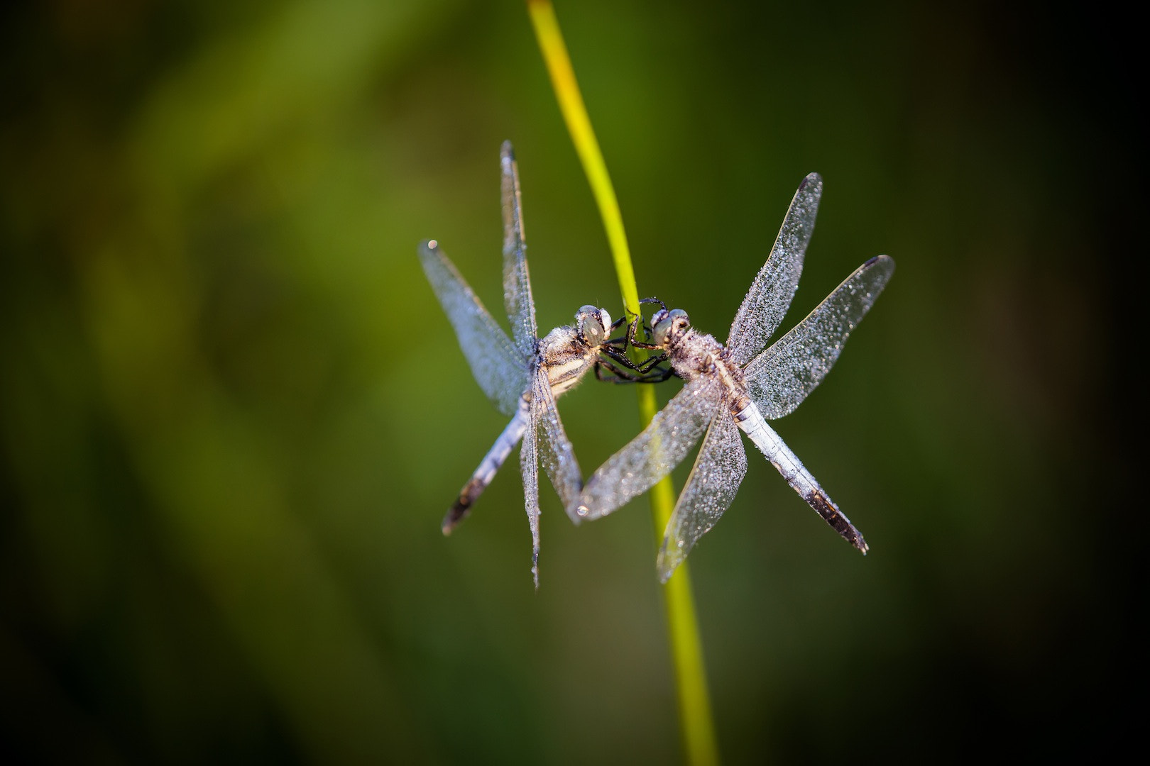Tamron SP AF 180mm F3.5 Di LD (IF) Macro sample photo. In the light photography