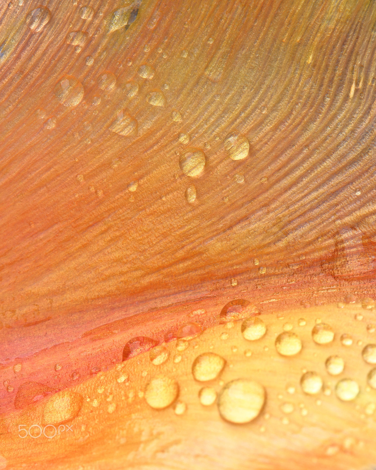 Canon EF 100mm F2.8 Macro USM sample photo. Orange dew photography