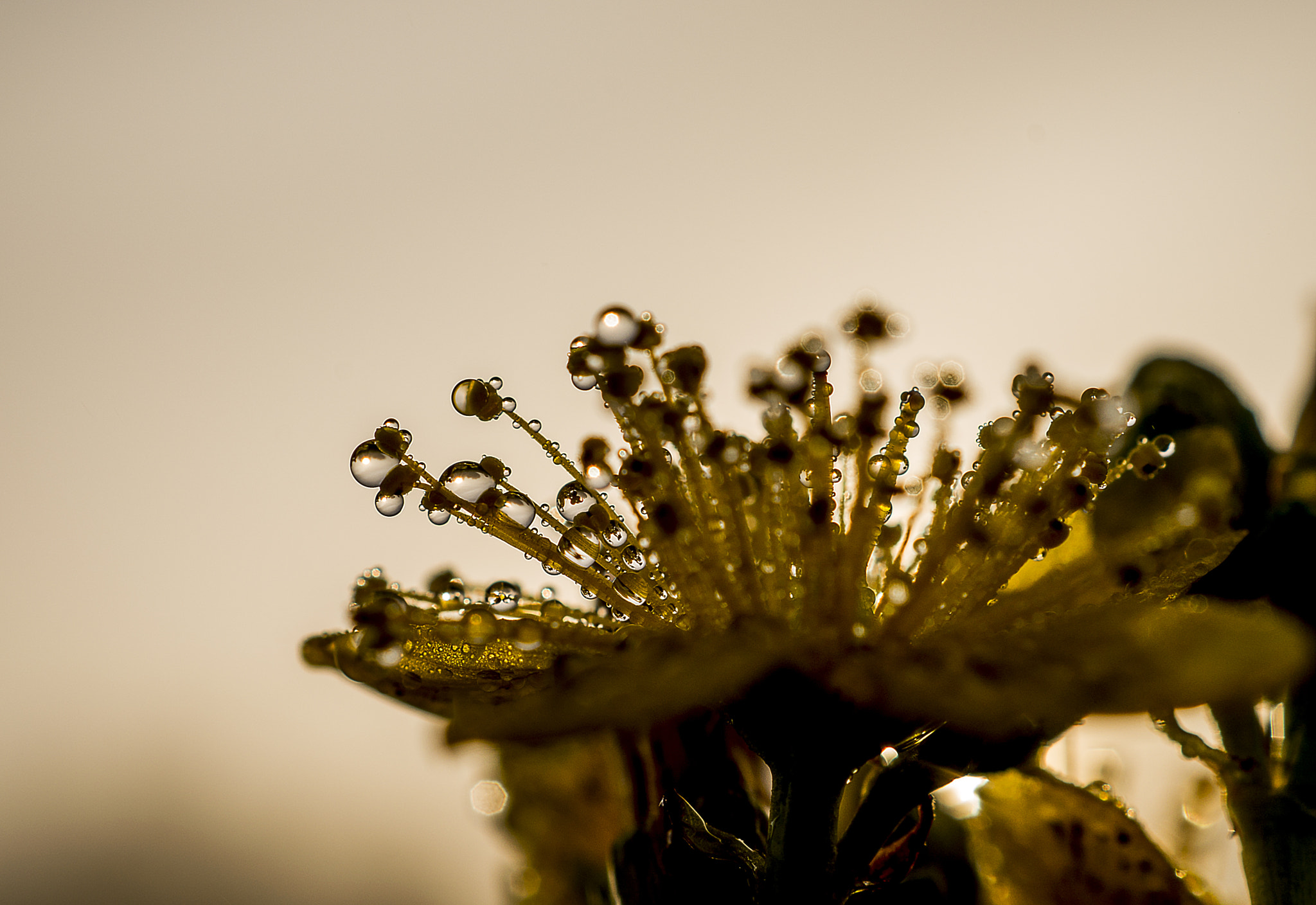 Sony a99 II + Sony DT 30mm F2.8 Macro SAM sample photo. Dew... photography