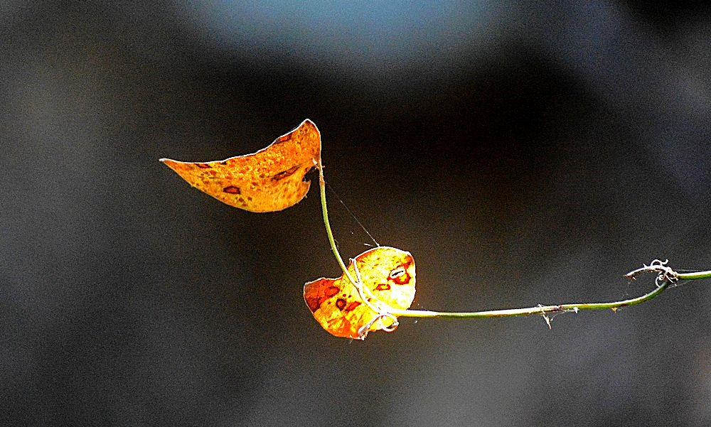 Sigma 70-300mm F4-5.6 APO Macro Super II sample photo. Nature - detail  - abstract 01 photography