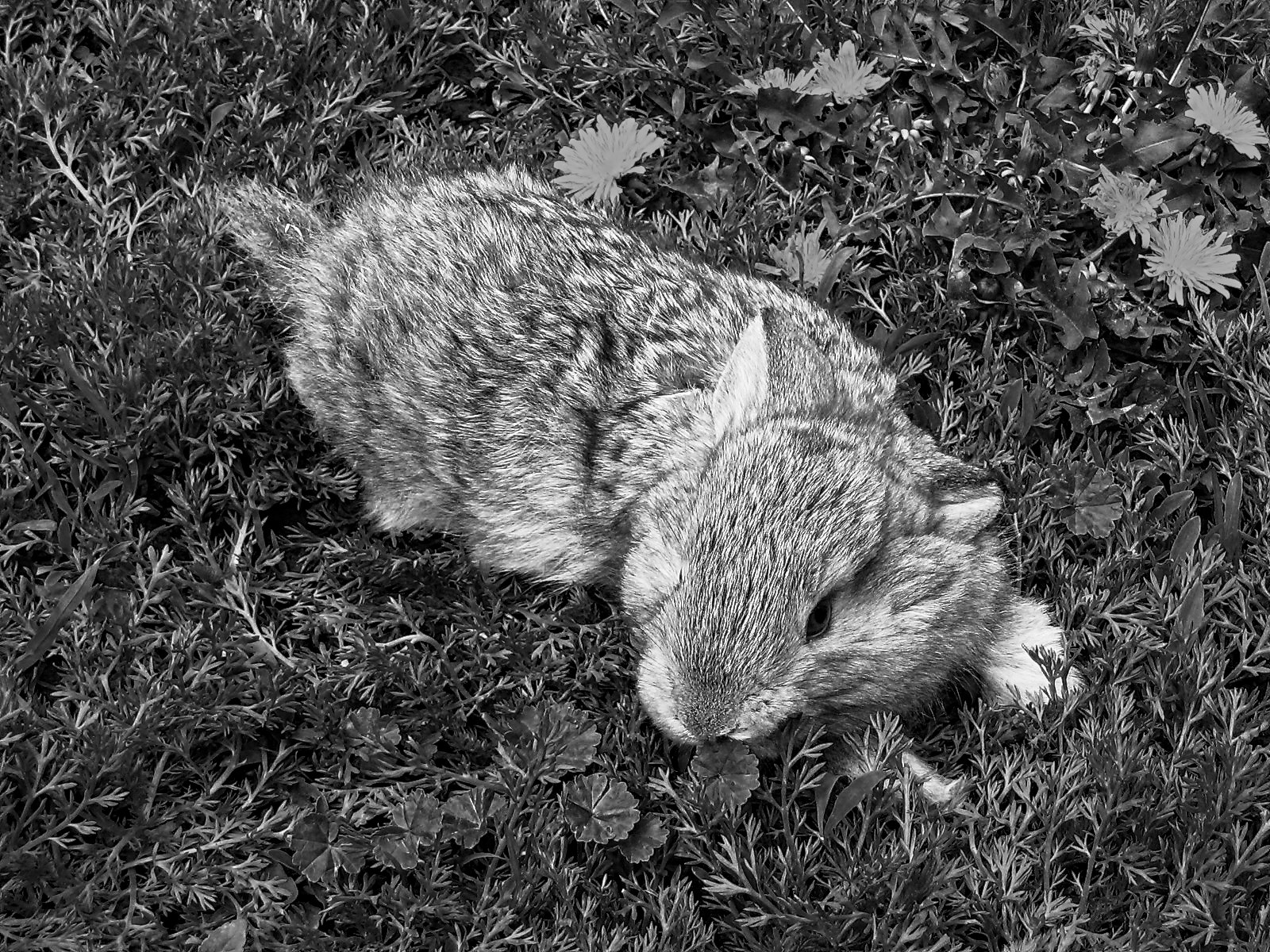 Canon POWERSHOT A85 sample photo. Кролик / the rabbit photography