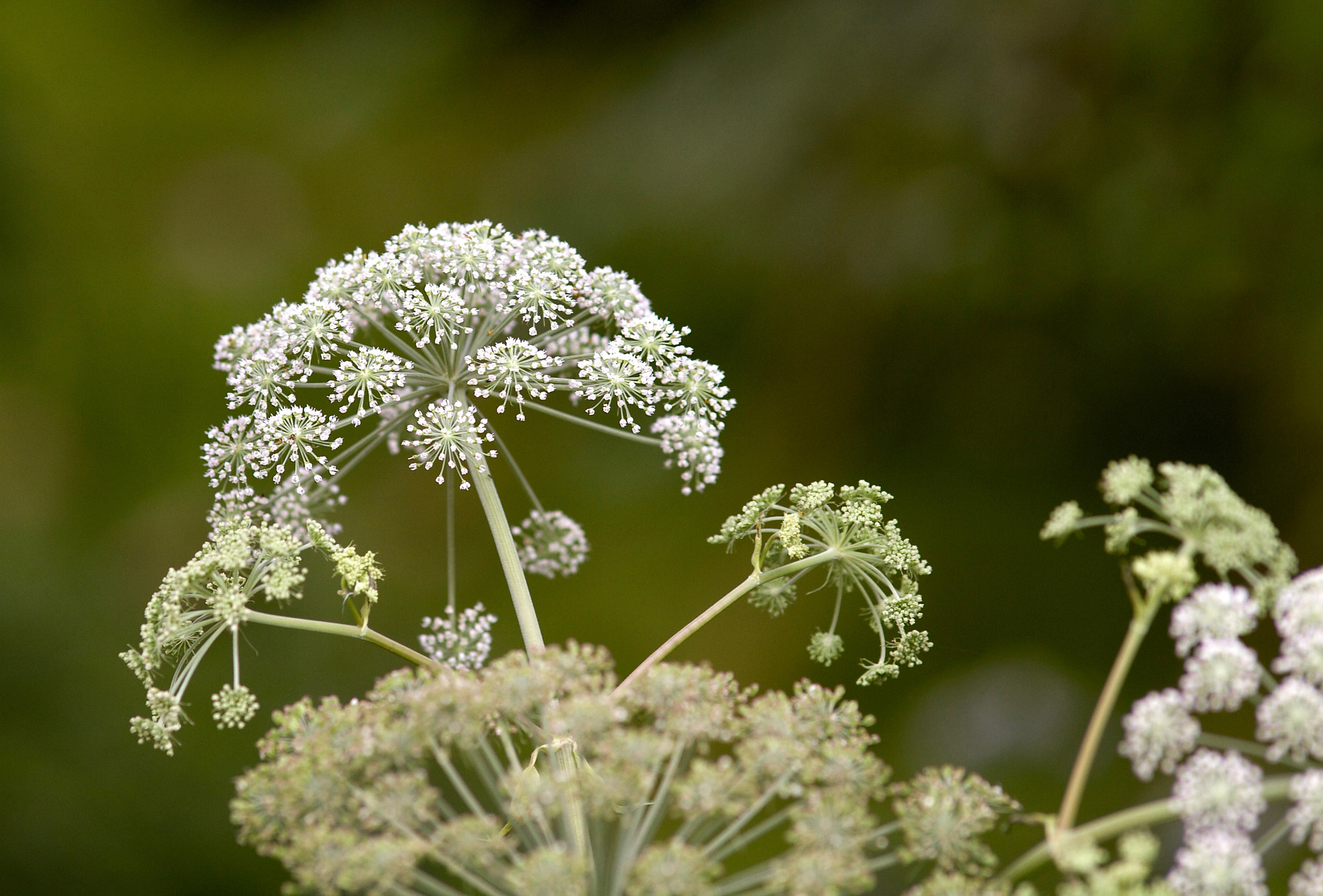 Canon EOS 7D + Canon EF 200mm f/1.8L sample photo. Meadow.jpg photography