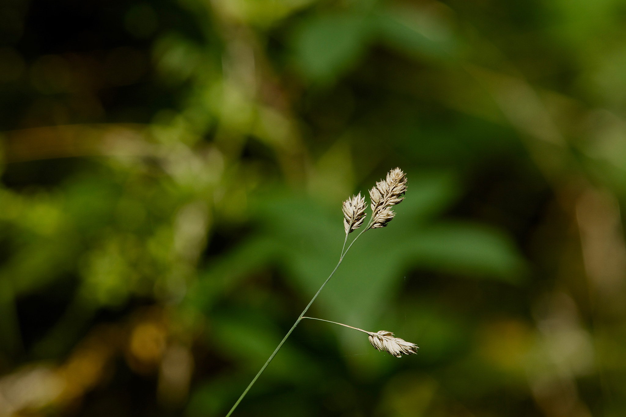 Canon EOS 7D + Canon EF 200mm f/1.8L sample photo. Grass.jpg photography