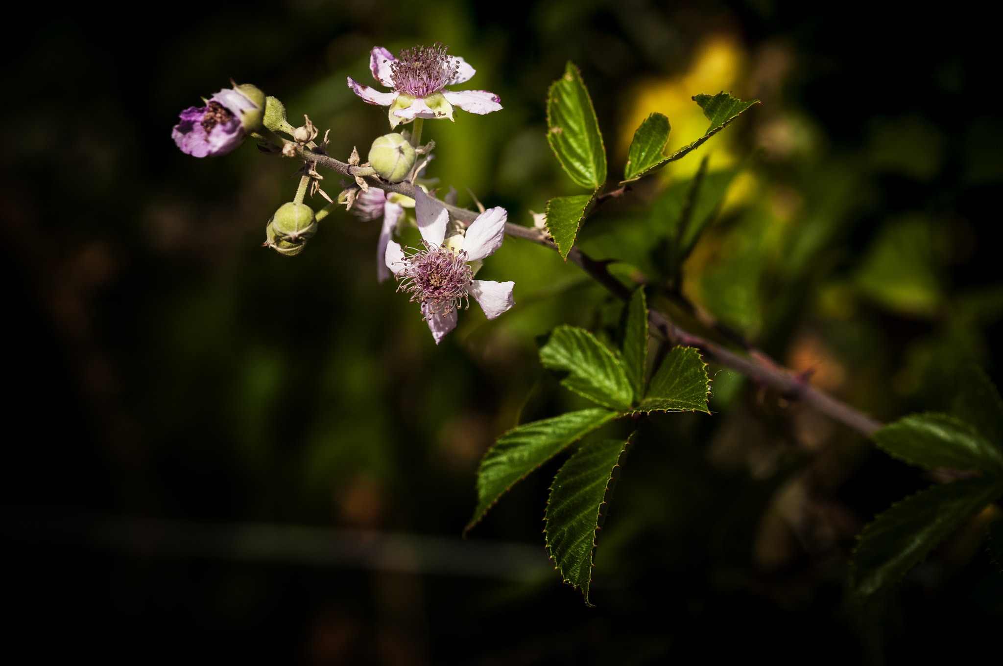 Sigma 105mm F2.8 EX DG OS HSM sample photo. Sevilla photography