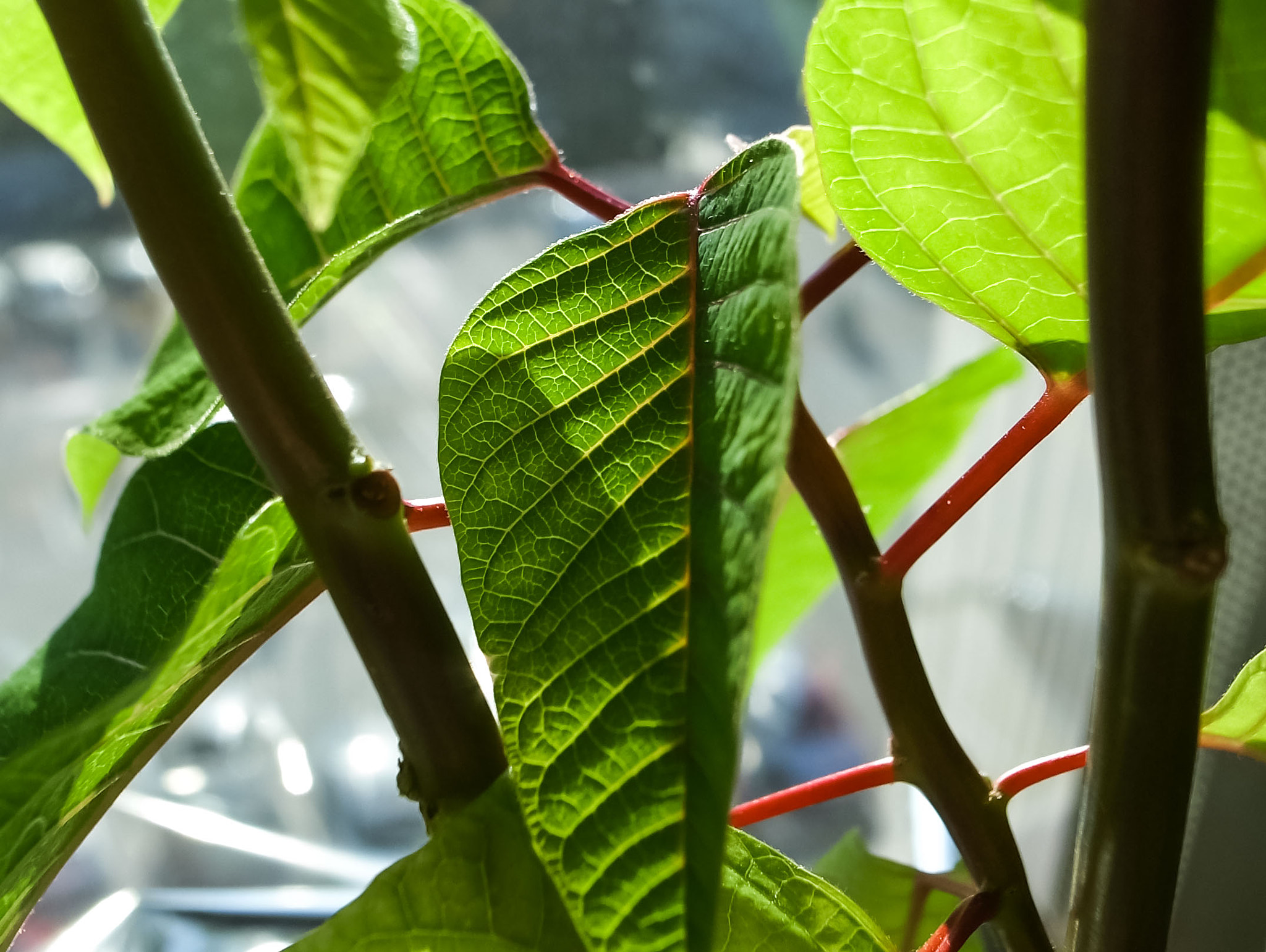 RICOH GR LENS sample photo. Poinsettia in window sill photography
