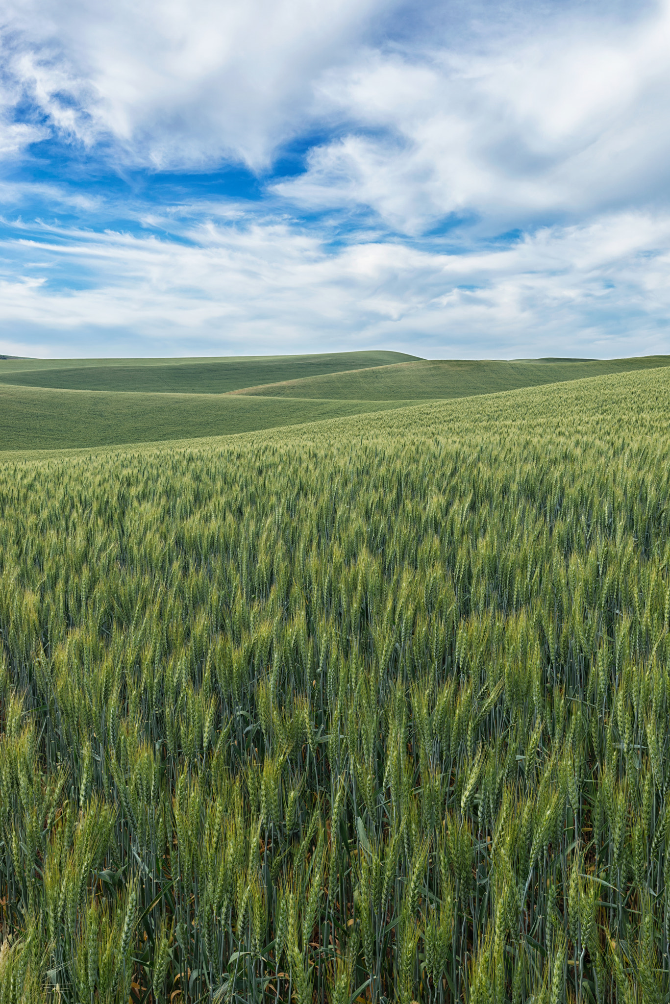 16-35mm F4 OSS sample photo. Palouse green wheat and sky photography