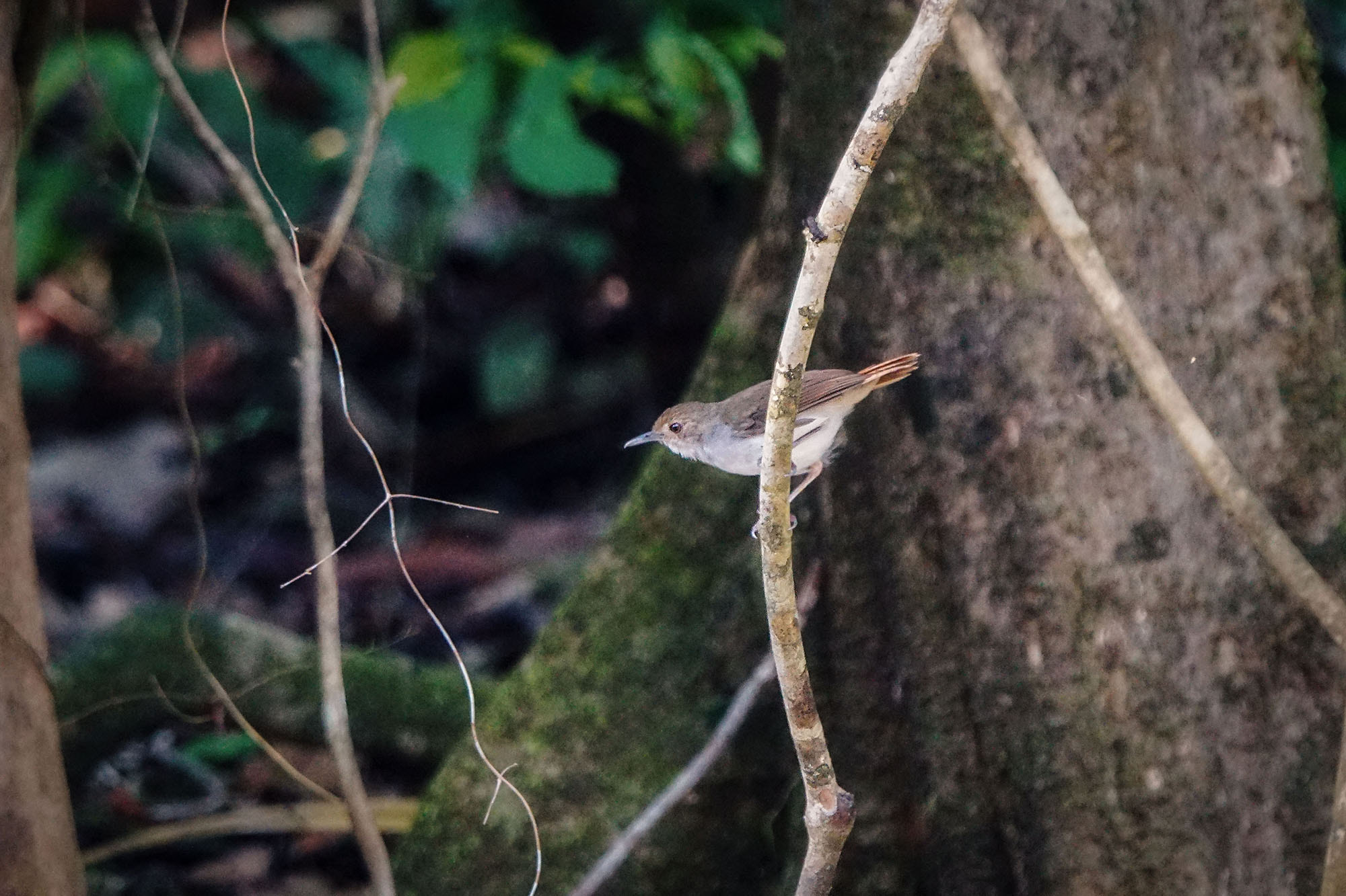 Sony ILCA-77M2 + Sony 70-400mm F4-5.6 G SSM II sample photo. White-chested babbler photography