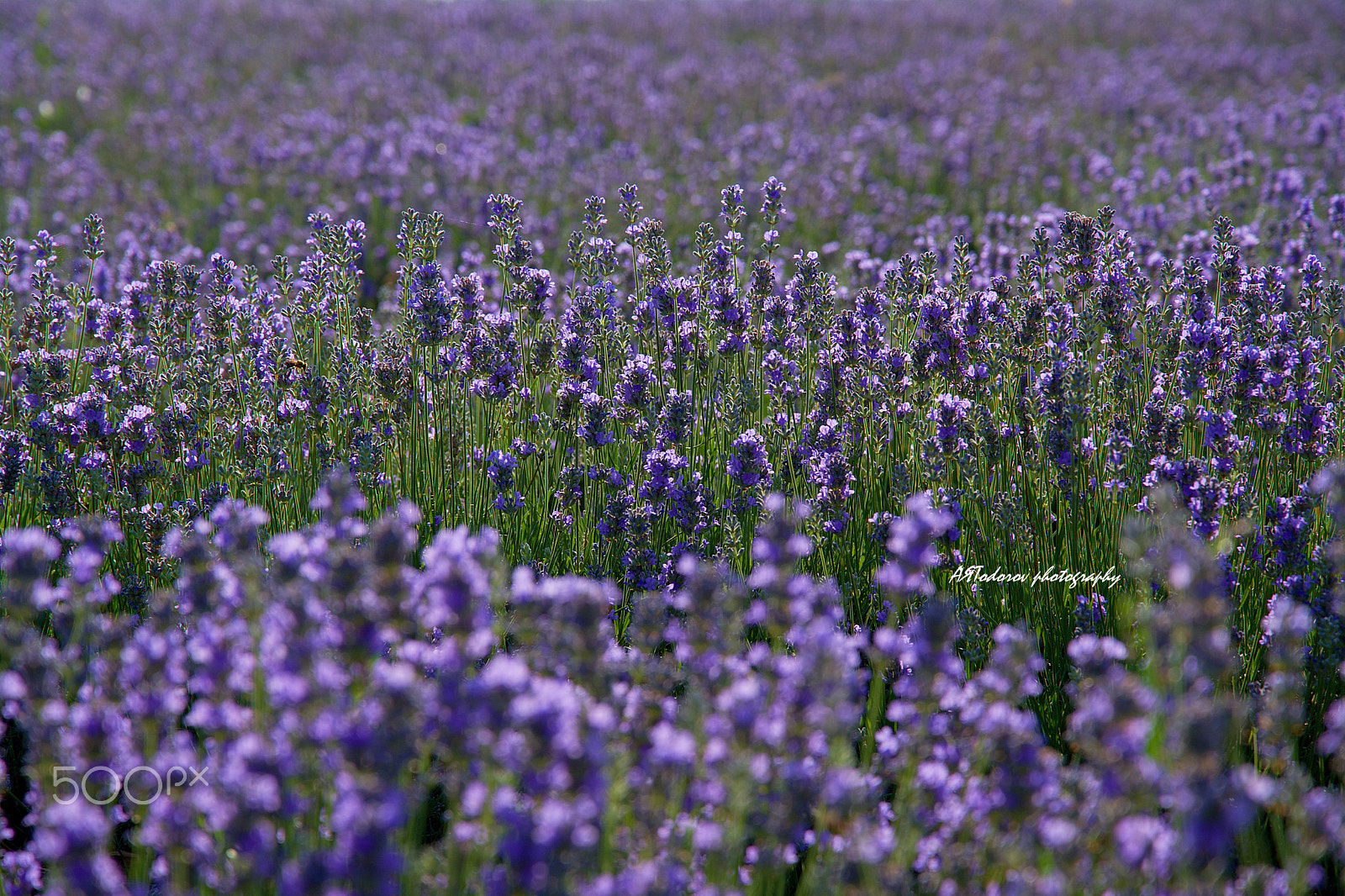 18.00 - 105.00 mm f/3.5 - 5.6 sample photo. Where is the bee? photography