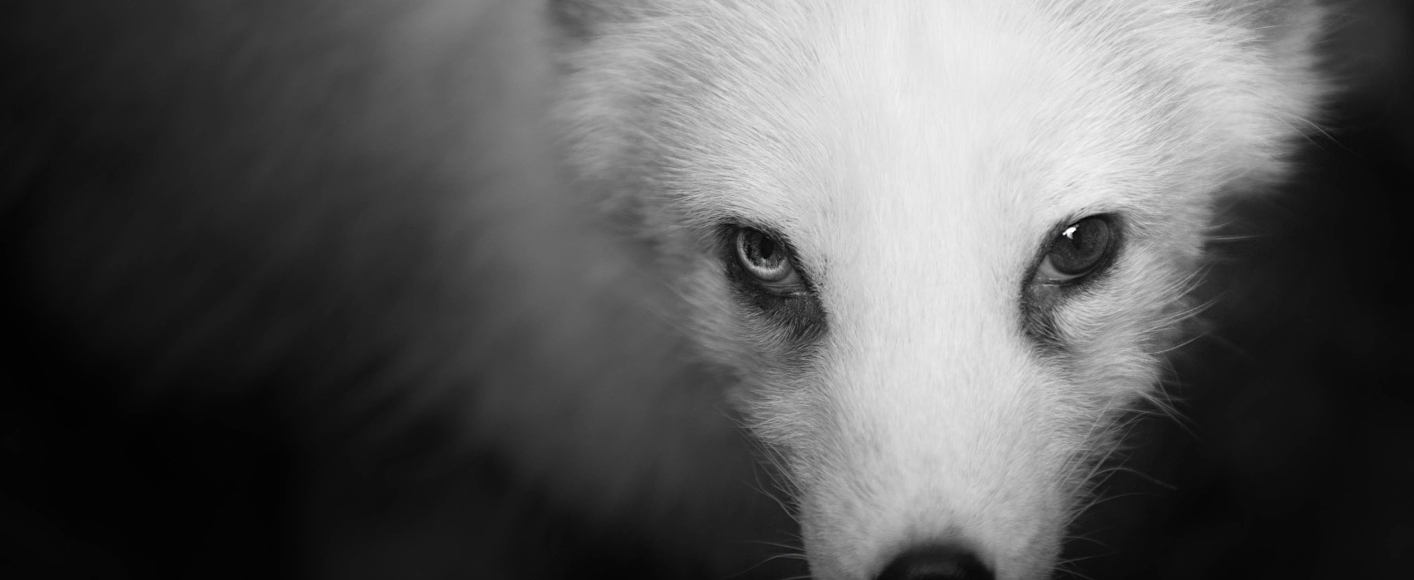 AF-S Zoom-Nikkor 80-200mm f/2.8D IF-ED sample photo. Polar fox ii photography