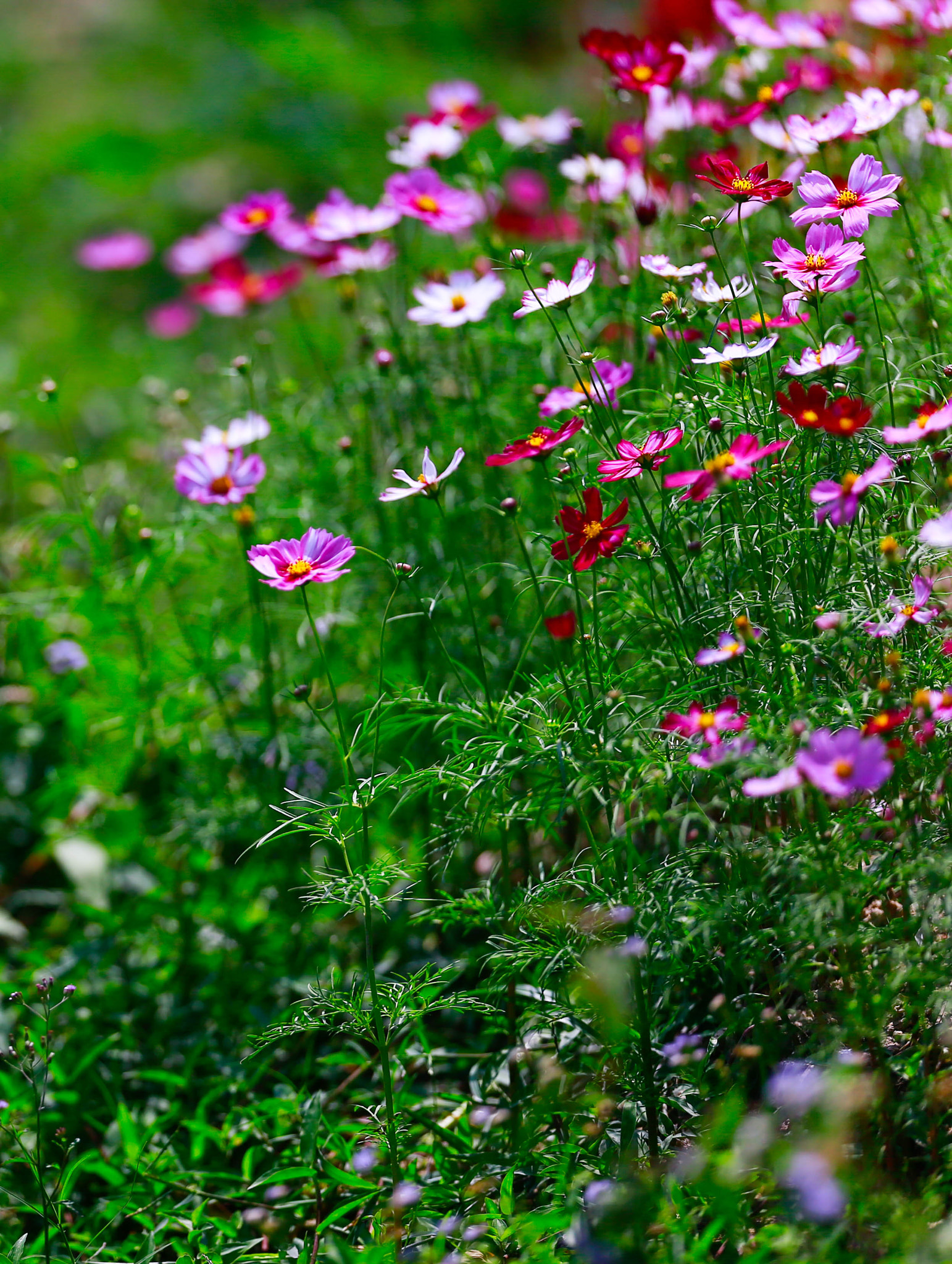 Canon EOS-1D X + Canon EF 200mm F2L IS USM sample photo
