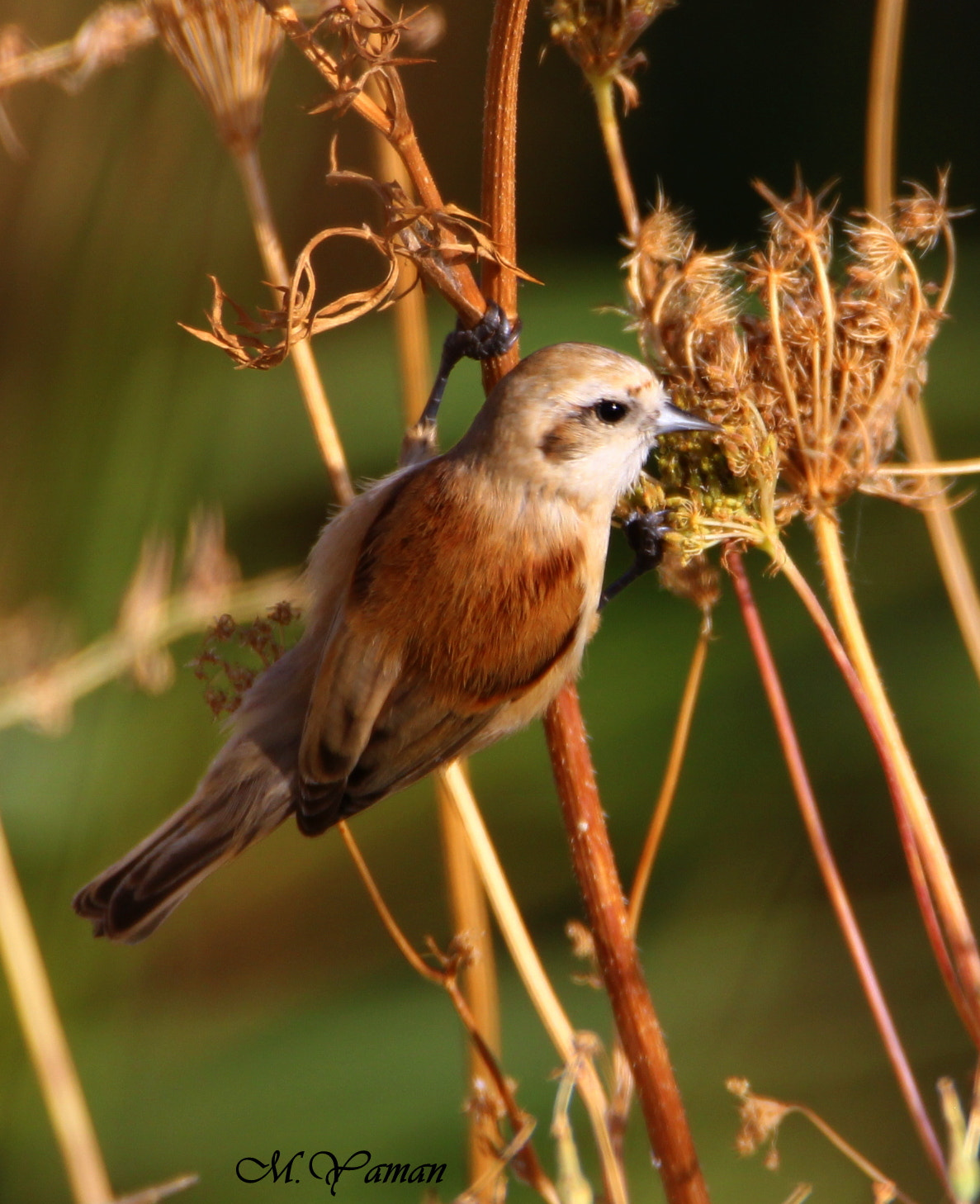 Tamron SP 150-600mm F5-6.3 Di VC USD sample photo. Çulhakuşu - eurasian penduline tit photography