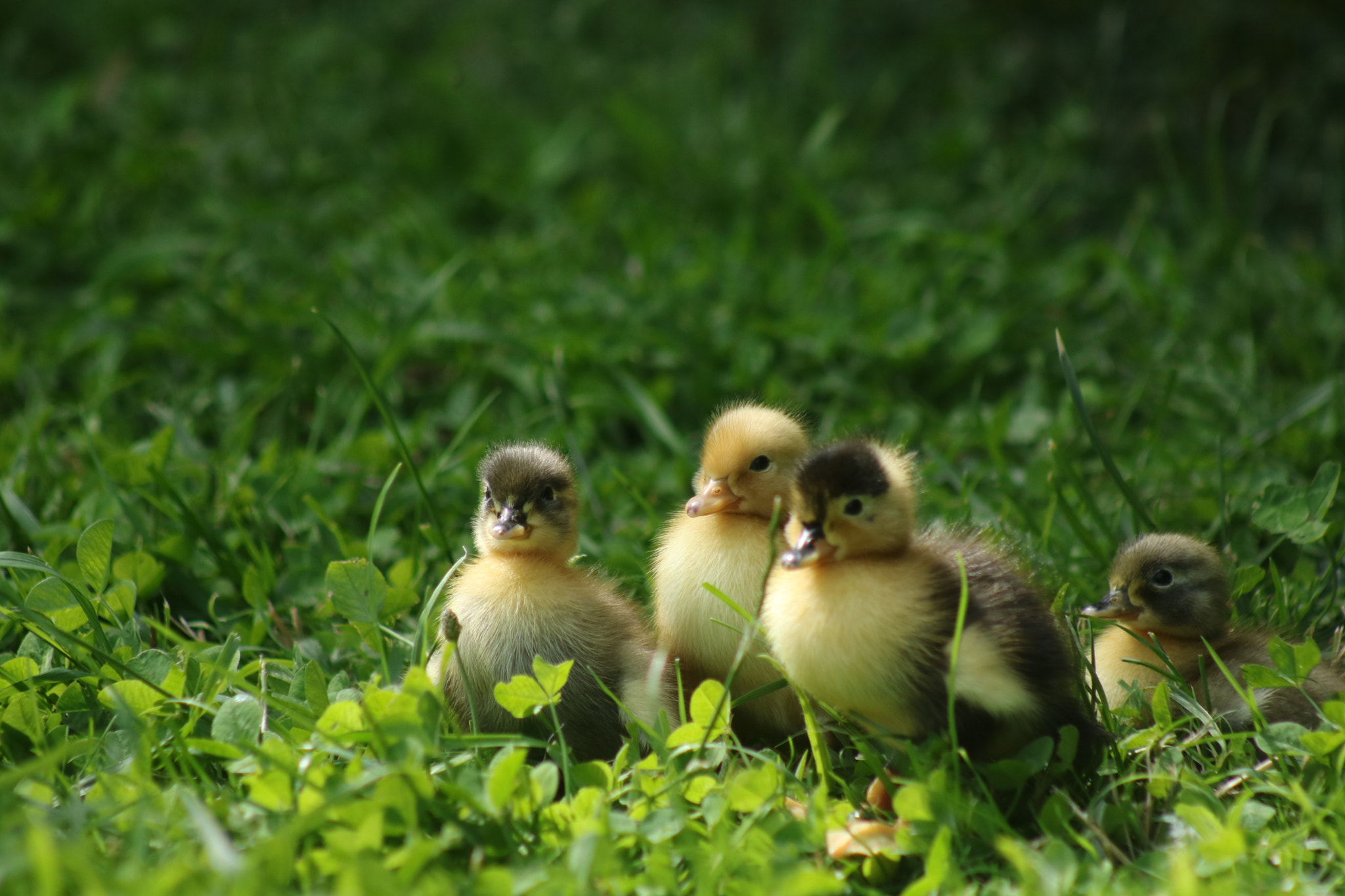 Canon EF 75-300mm f/4-5.6 USM sample photo. Day old ducklings exploring the grass photography
