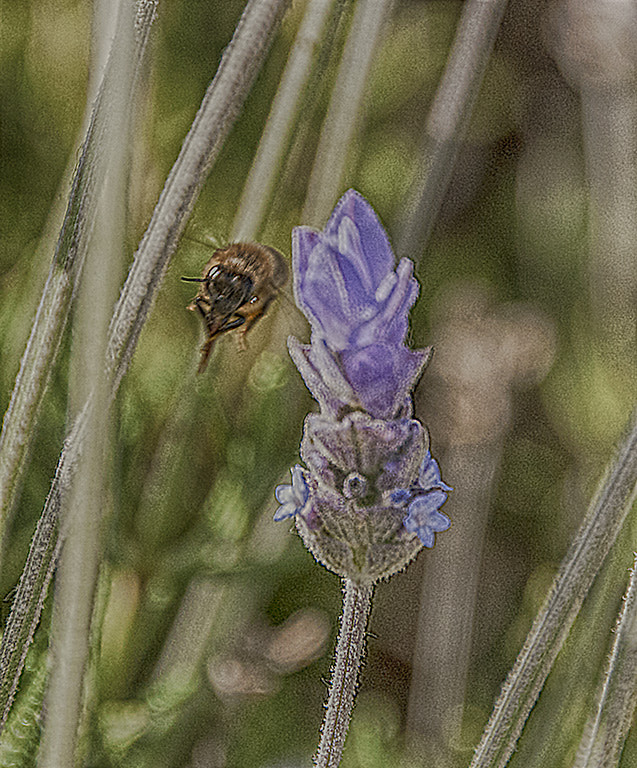 Sigma 18-250mm F3.5-6.3 DC Macro OS HSM sample photo. Bee pop photography