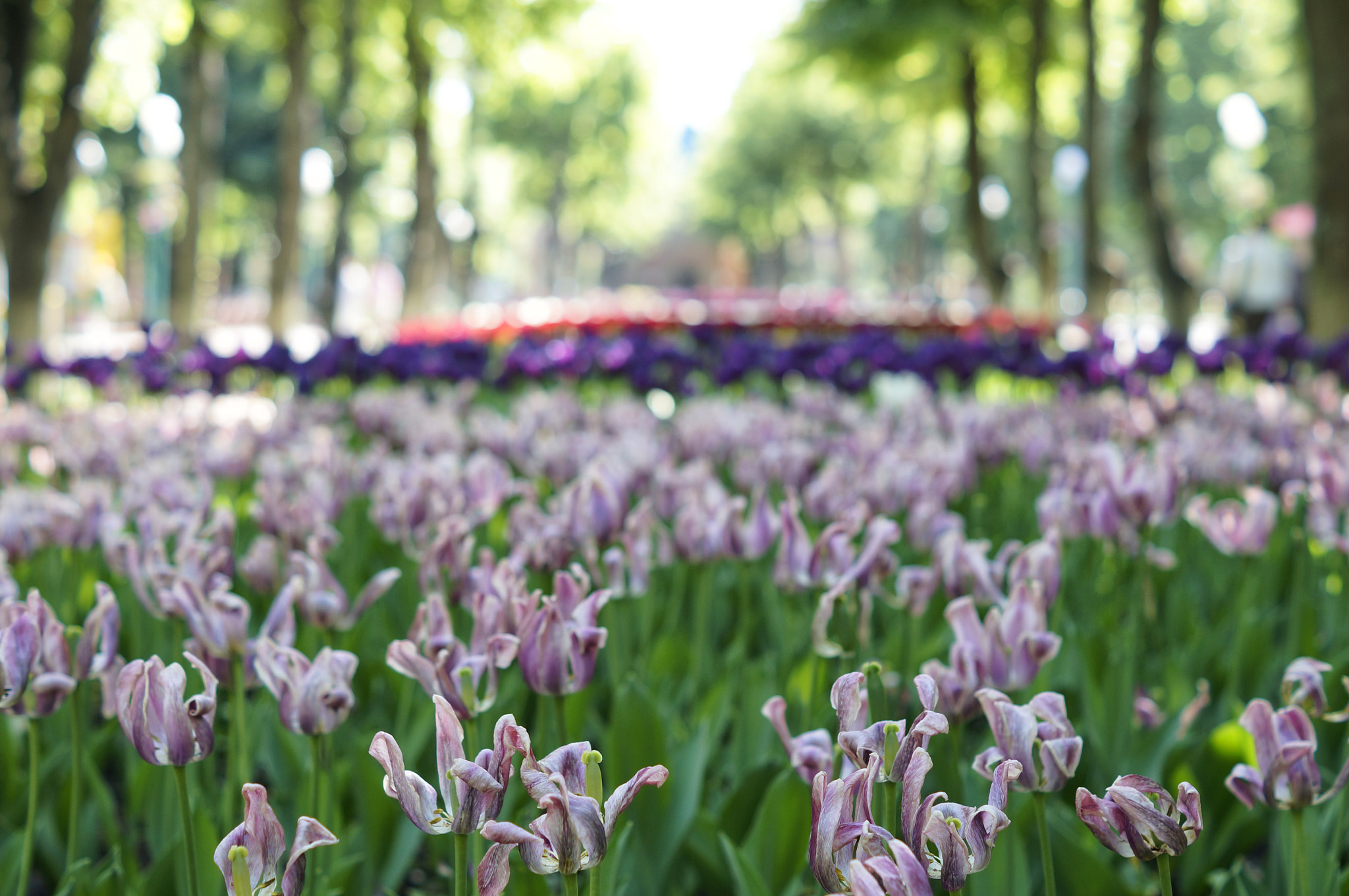 Sony SLT-A57 + Sony DT 50mm F1.8 SAM sample photo. Fading tulips photography