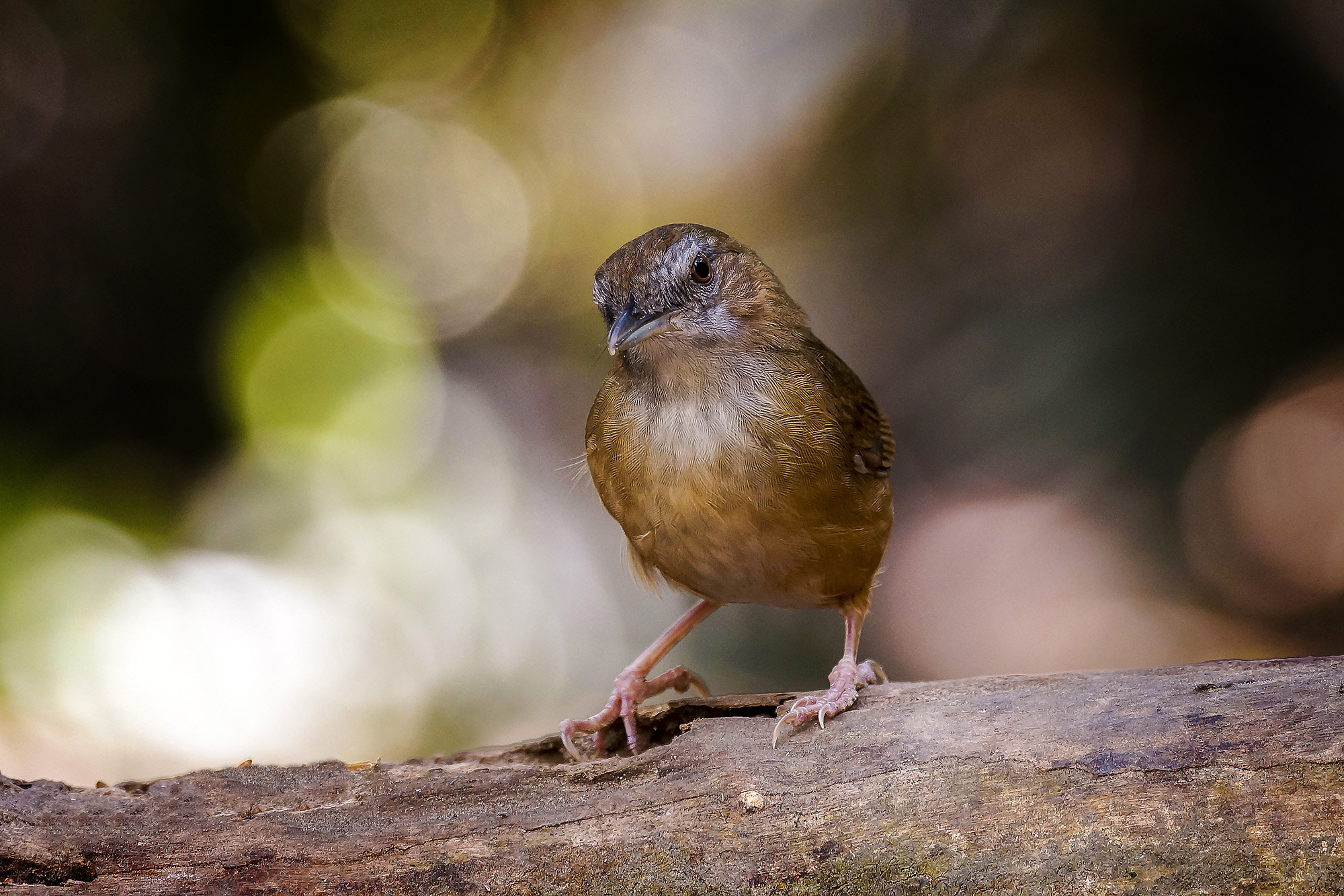 Sony 70-300mm F4.5-5.6 G SSM sample photo. Abbott's babbler photography