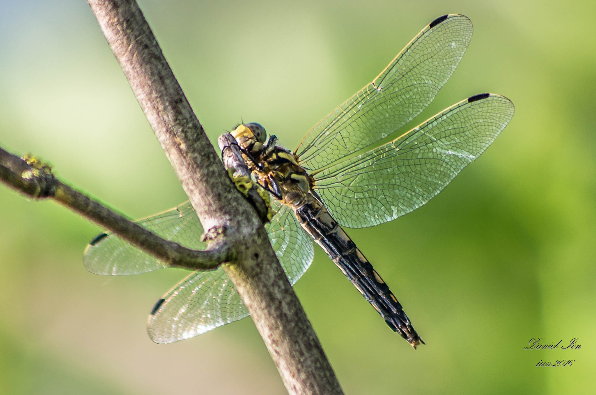 smc PENTAX-FA 80-320mm F4.5-5.6 sample photo. Dragonfly photography