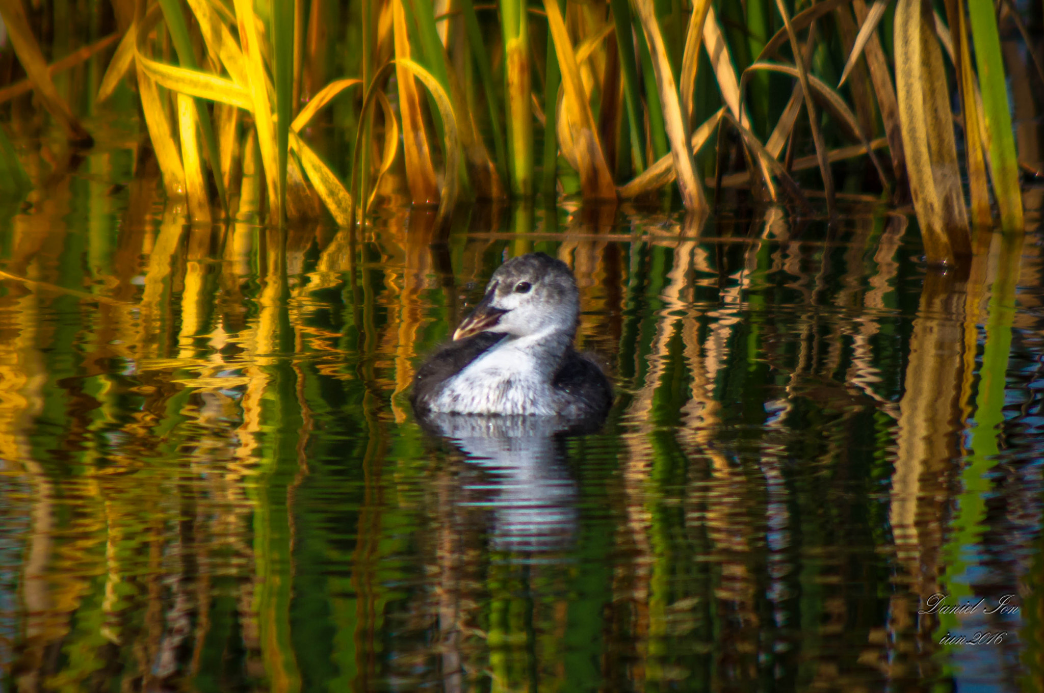 Pentax K-x + A Series Lens sample photo. Fulica atra photography