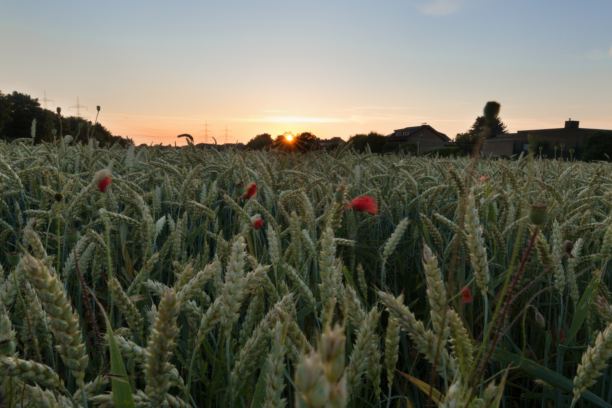 Canon EOS 70D + Canon EF 300mm f/2.8L sample photo. Poppy flowers in the cornfield photography