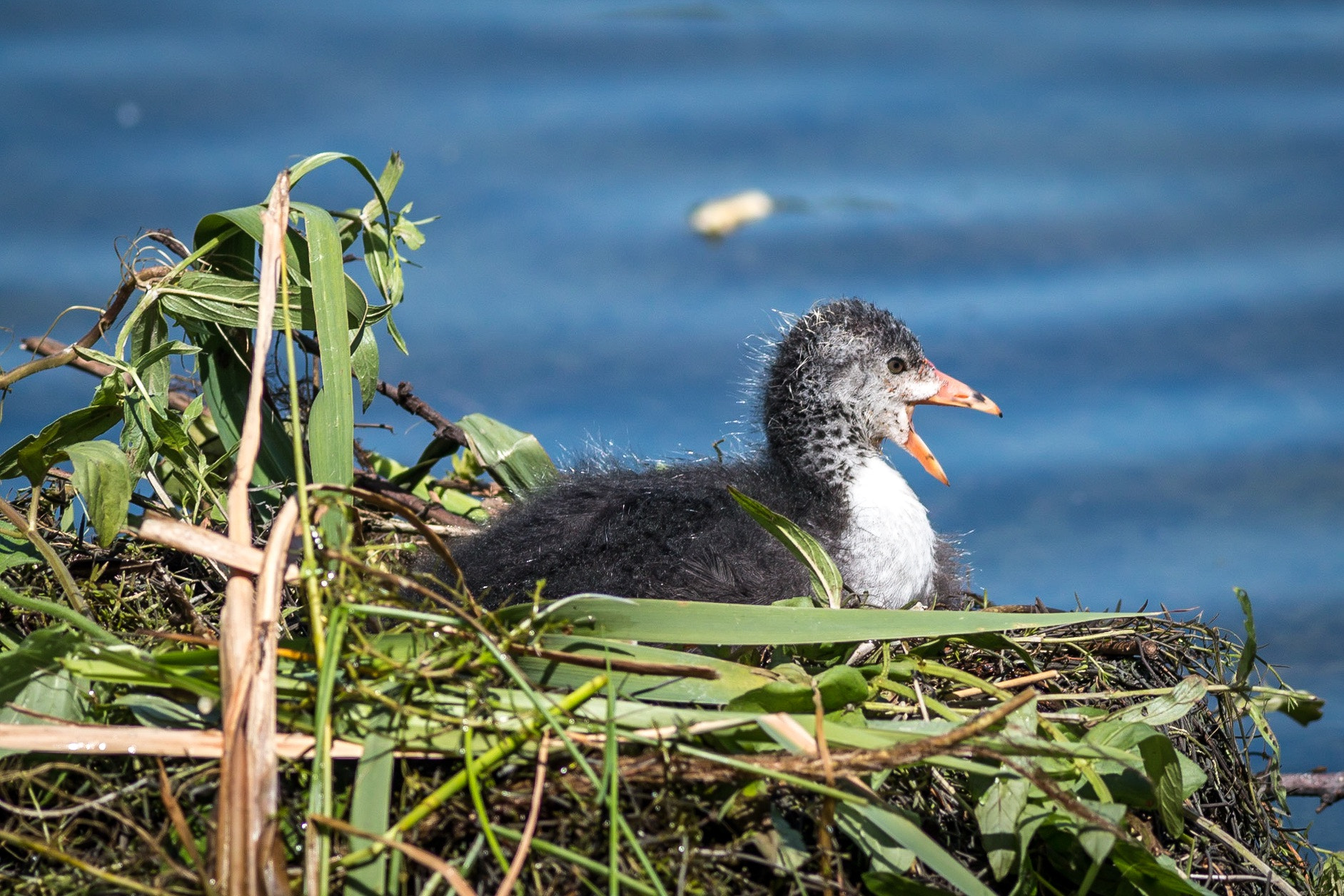 Canon EOS 70D + Canon EF 400mm F5.6L USM sample photo. Coot chick on the nest photography
