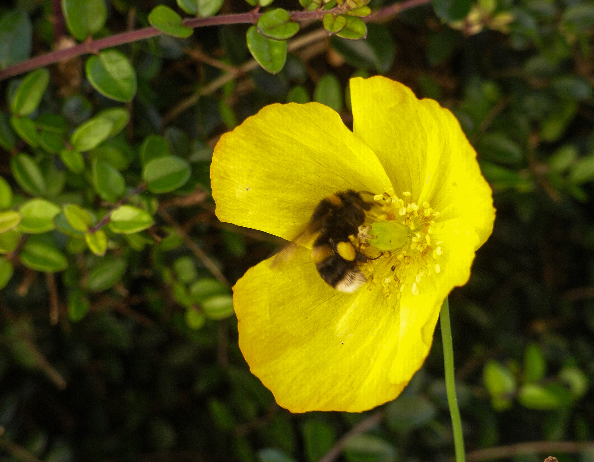 Ricoh Caplio R6 sample photo. Bee on yellow flower photography