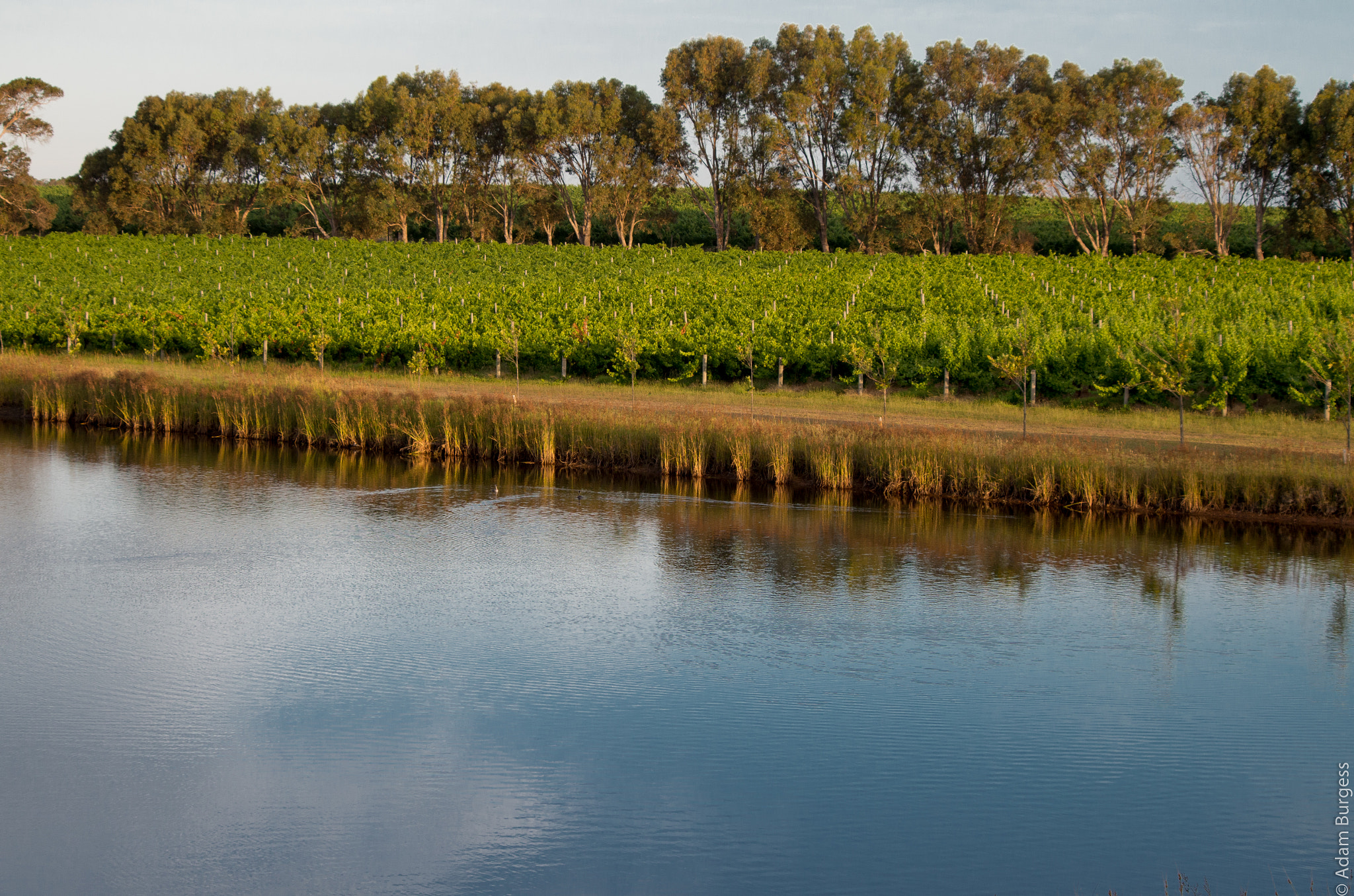 smc PENTAX-DA L 55-300mm F4-5.8 ED sample photo. Pond in the vineyard photography