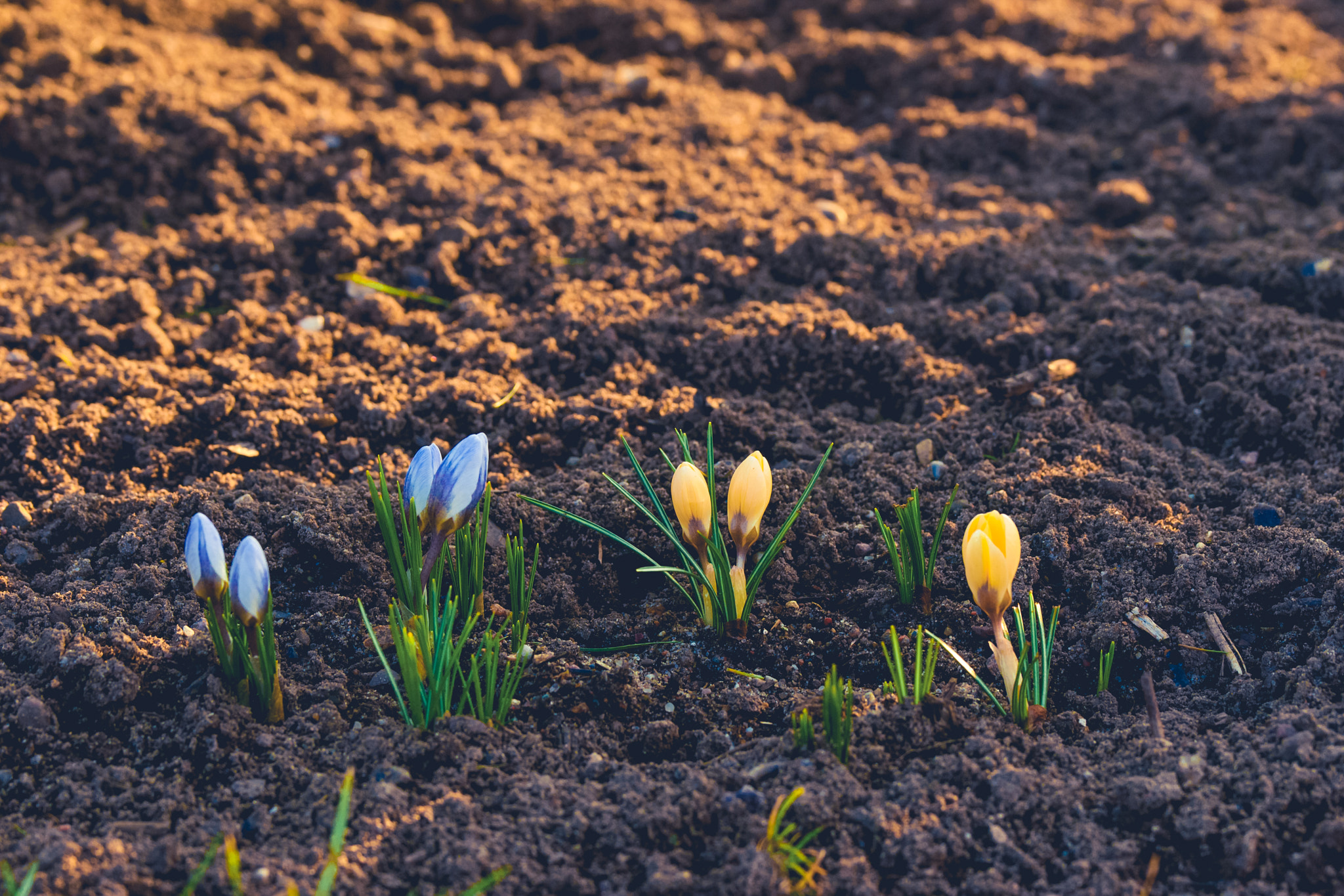 Sony 70-400mm F4-5.6 G SSM II sample photo. Yellow and blue crocus photography