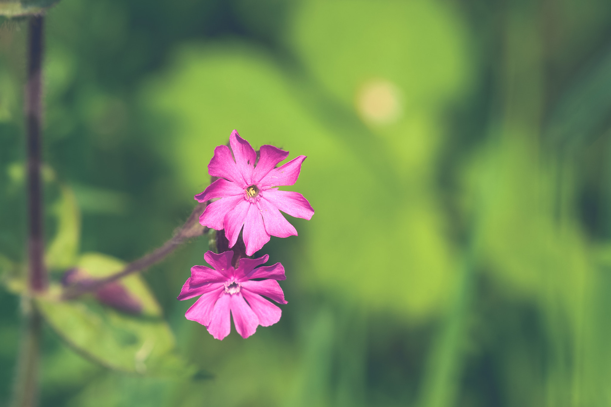 Sony 70-400mm F4-5.6 G SSM II sample photo. Silene dioica flowers in violet colors photography