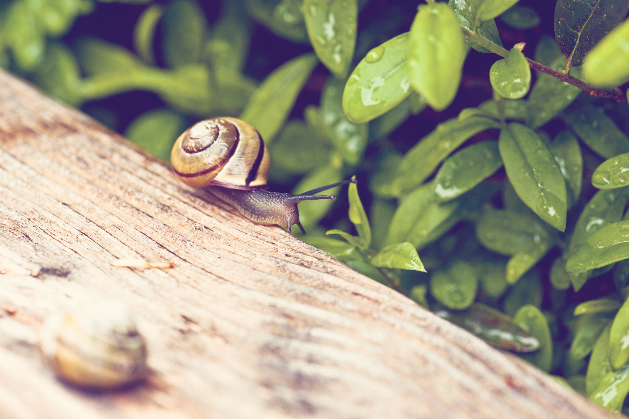 Sony Alpha DSLR-A900 + Minolta AF 100mm F2.8 Macro [New] sample photo. Snail on a piece of wood photography