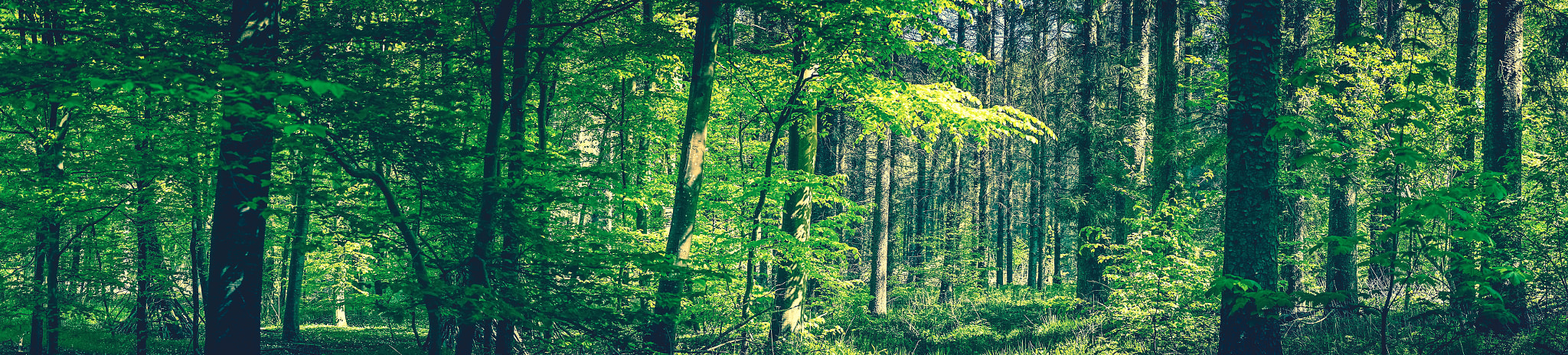 Sony a7R + Minolta AF 50mm F1.4 [New] sample photo. Tall trees in a green forest photography