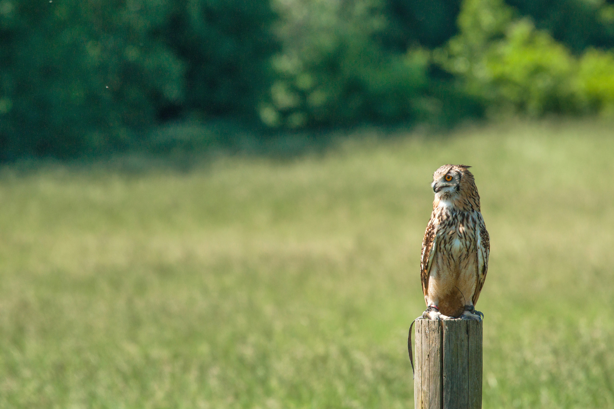 Sony 70-400mm F4-5.6 G SSM II sample photo. Horned owl sitting on a wooden post photography