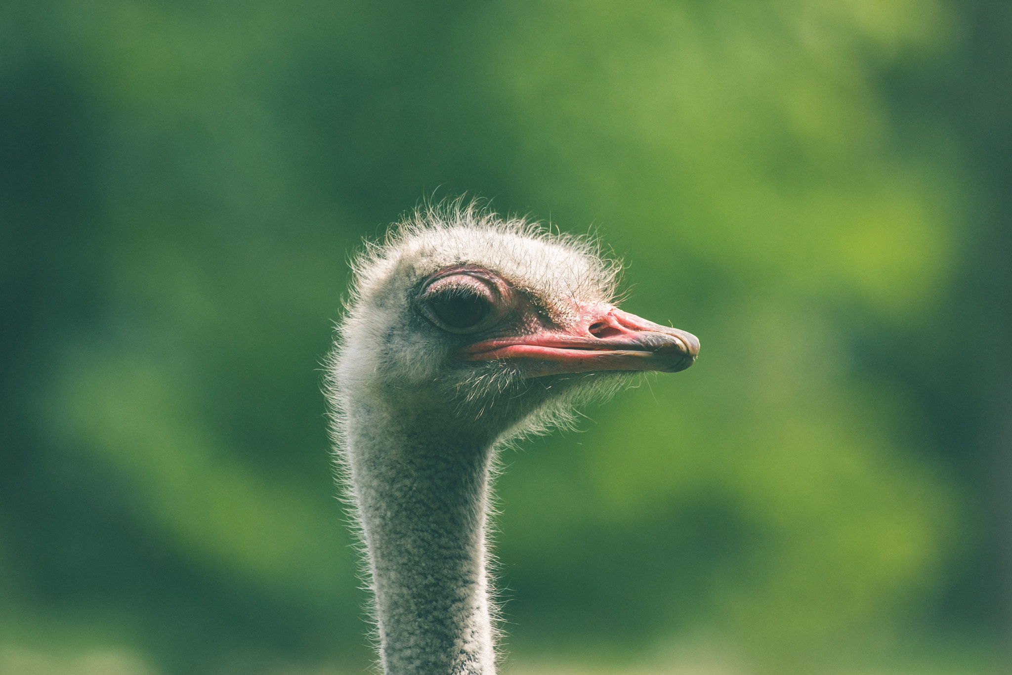 Sony 70-400mm F4-5.6 G SSM II sample photo. Ostrich headshot on green background photography