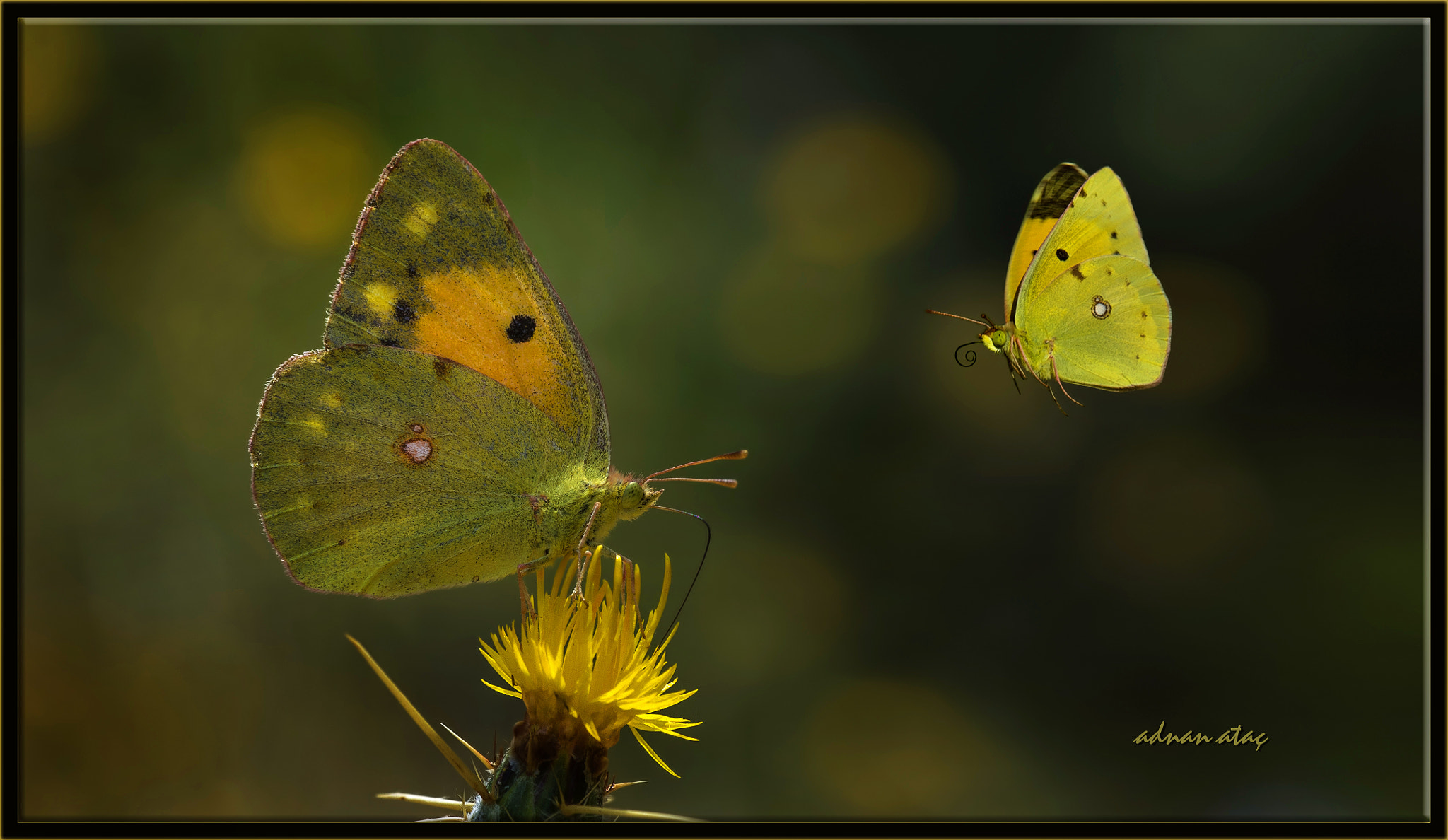 Nikon D4 sample photo. Sarı azamet - colias crocea - clouded yellow photography