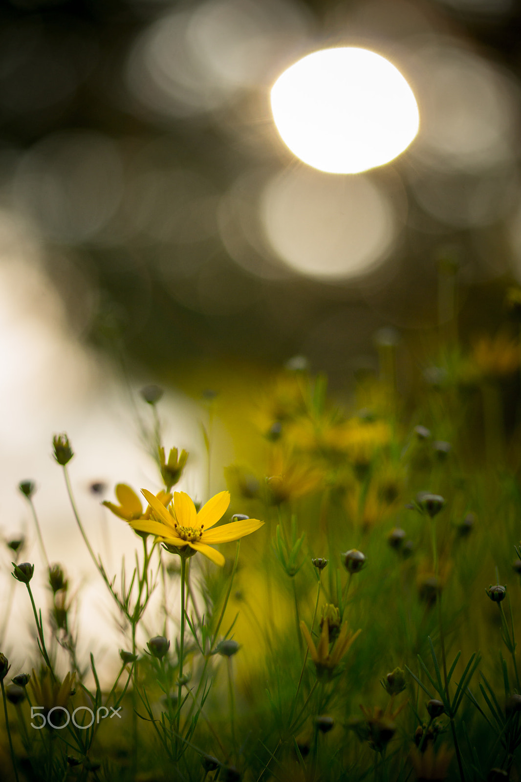 Sony a99 II + Sony 100mm F2.8 Macro sample photo. Summer evening photography