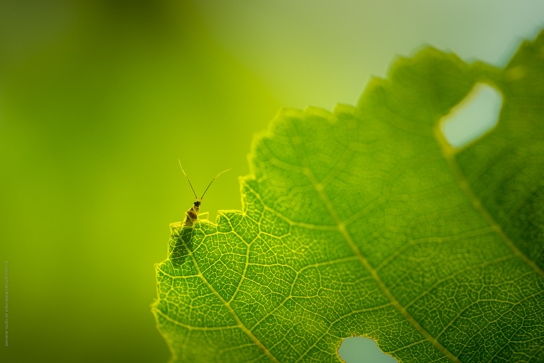 Sigma APO Macro 180mm F3.5 EX DG HSM sample photo. Peekaboo ll photography